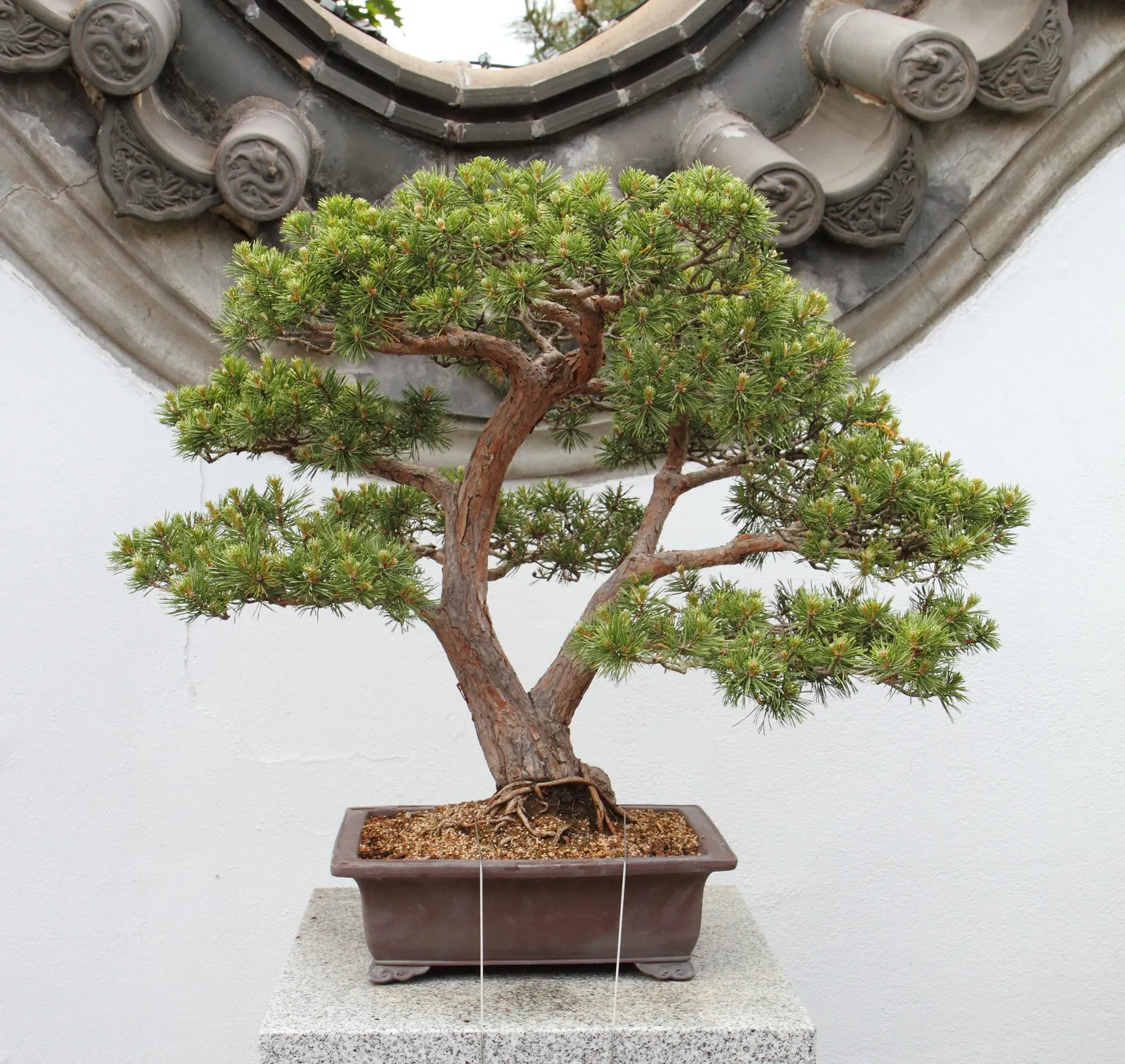 Scotch Pine (Pinus Sylvestris) — typically 1 to 3 inches long