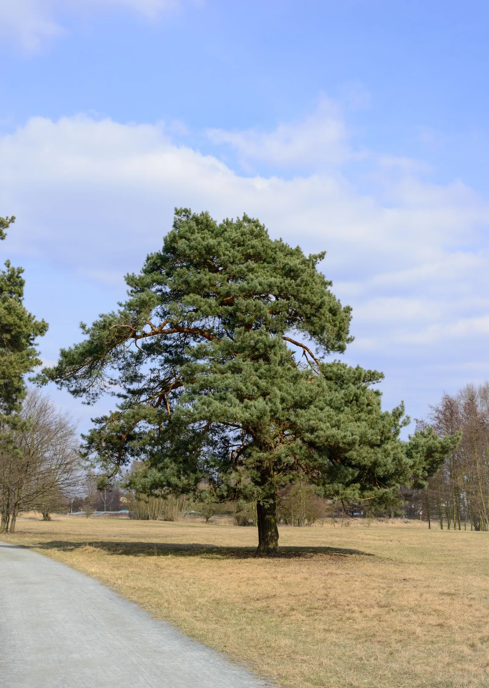 Scotch Pine (Pinus Sylvestris) — offering the opportunity for underplanting with shade-tolerant species