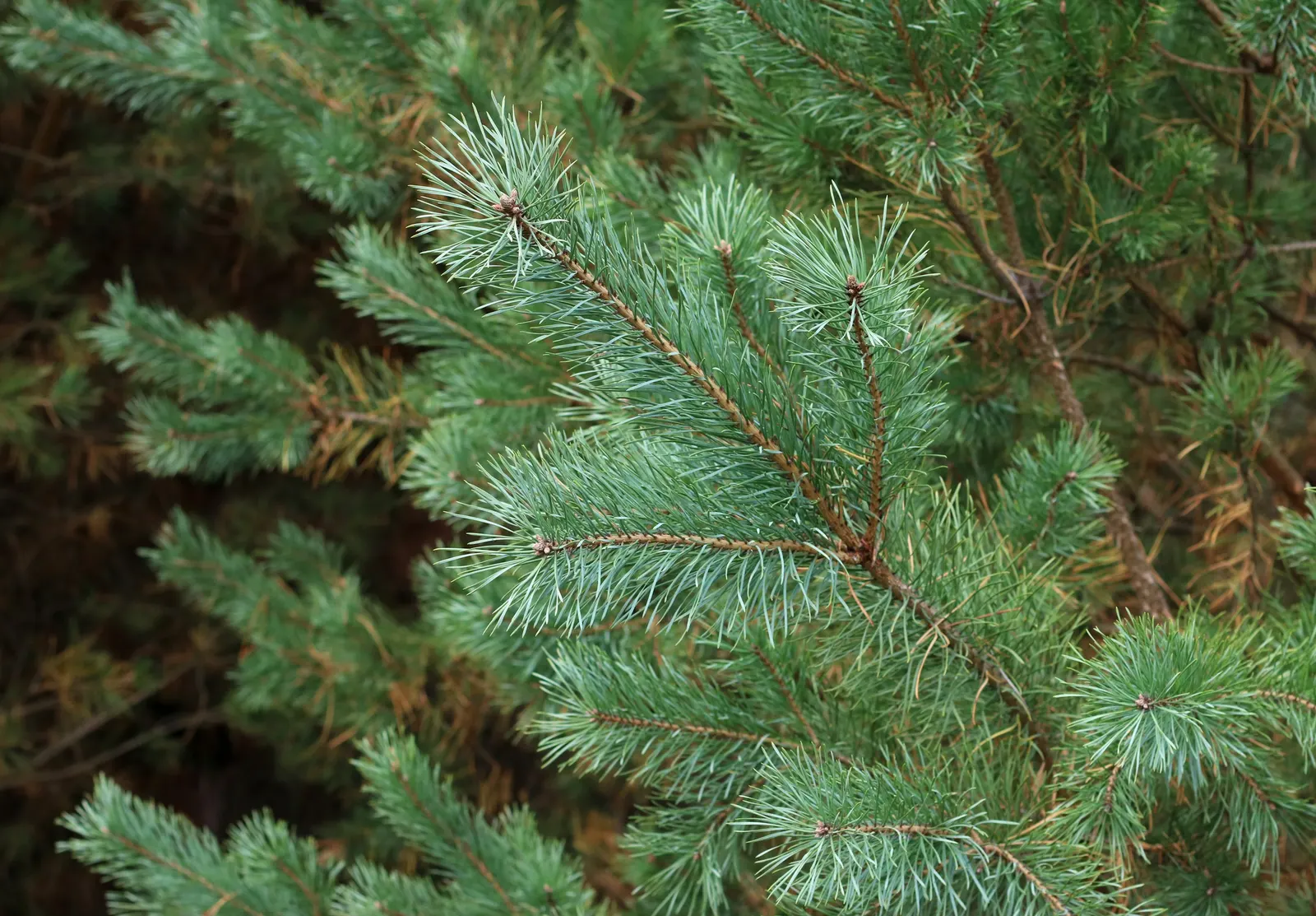 Scotch Pine (Pinus Sylvestris) — They are accompanied by cylindrical cones