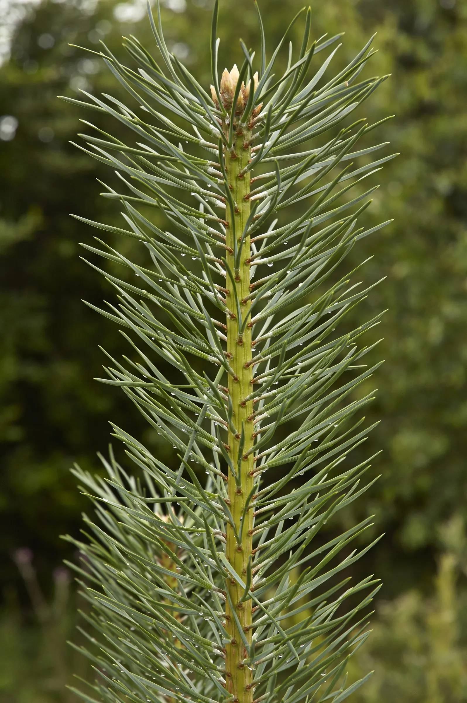 Scotch Pine (Pinus Sylvestris) — Scotch Pine (Pinus sylvestris) is a robust