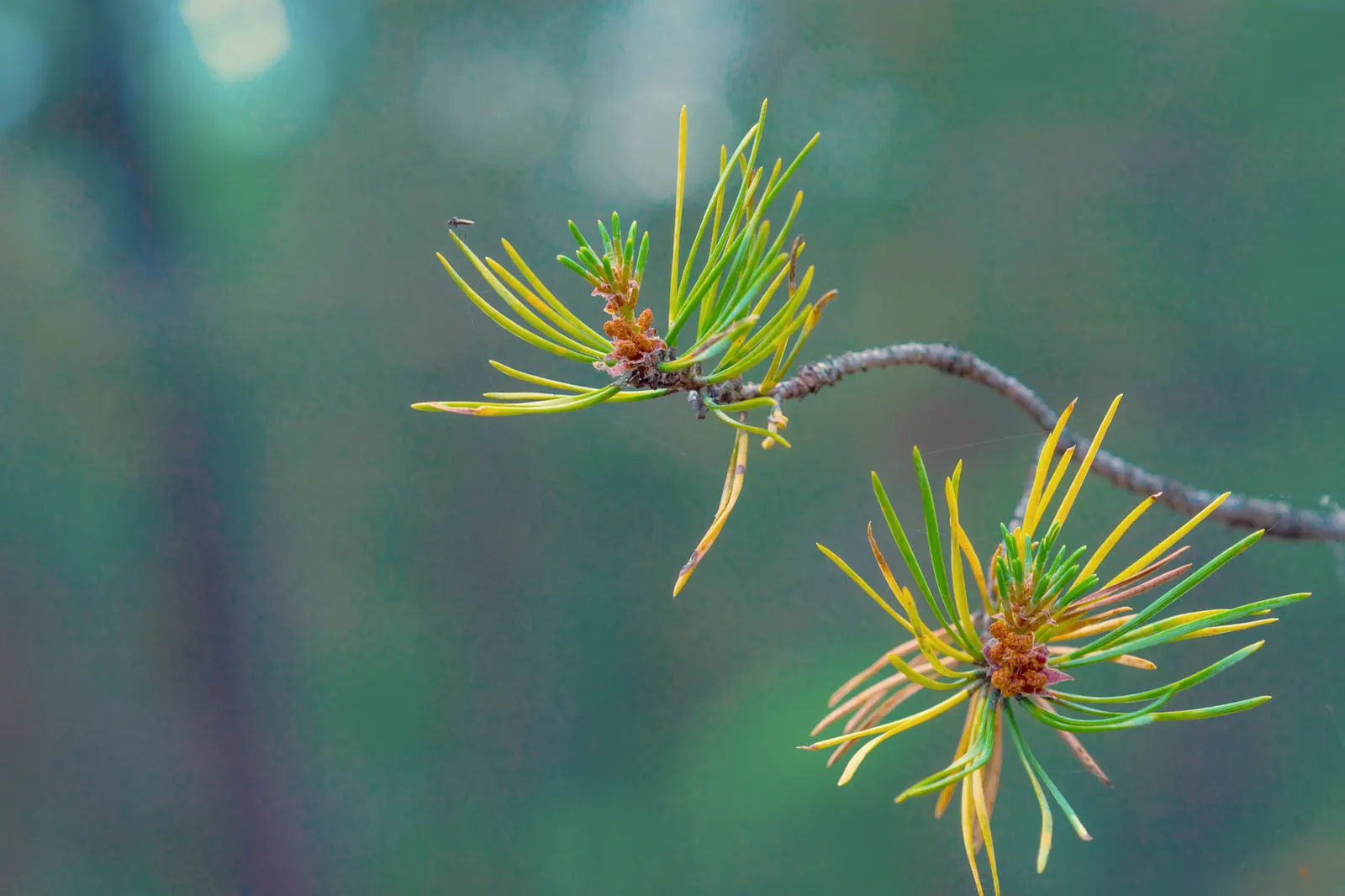 Scotch Pine (Pinus Sylvestris) — Scotch Pine (Pinus sylvestris) is a robust; its blue-green needles provide year-round interest, while the flaking orange-red