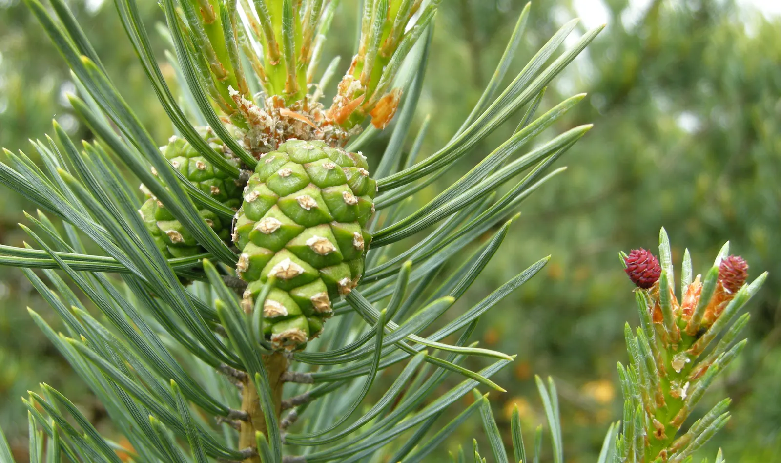 Scotch Pine (Pinus Sylvestris) — with descriptive language to help clients visualize the Scotch Pine in their garden setting
