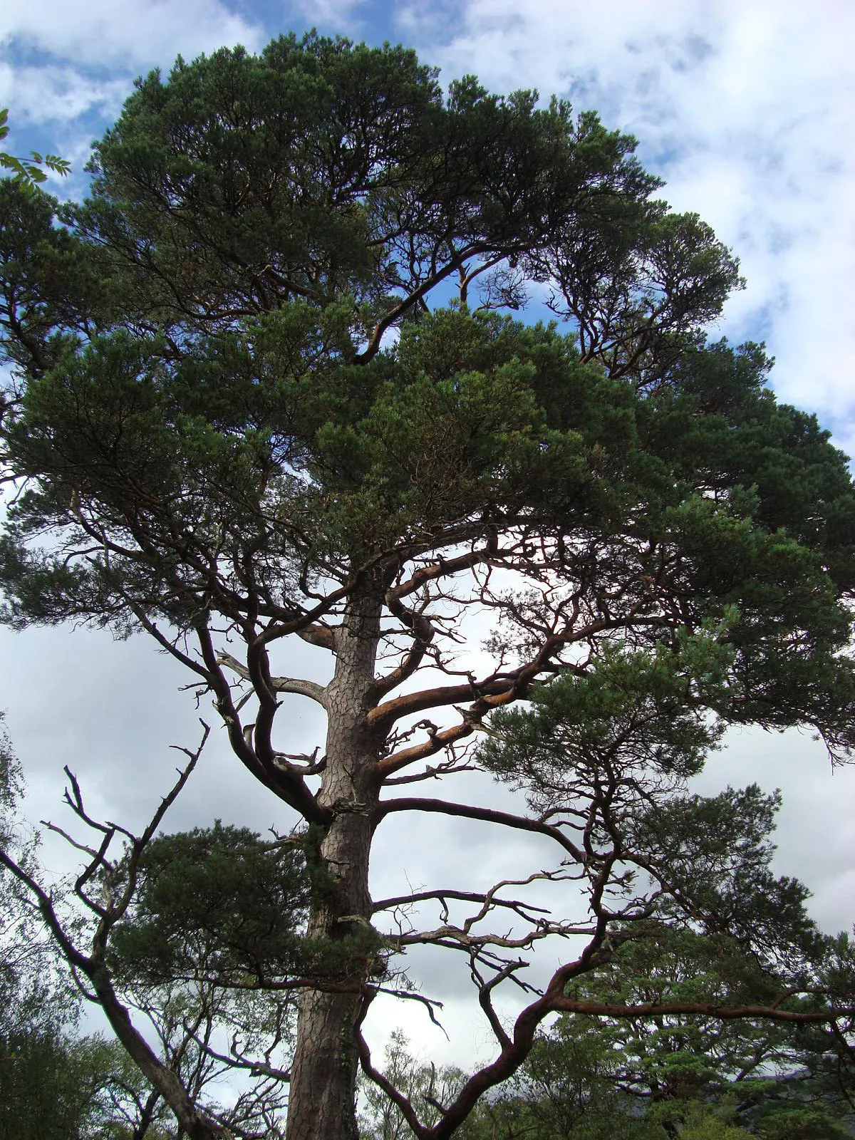 Scotch Pine (Pinus Sylvestris) — this pine can grow to an impressive height of 40 to 60 feet tall with a spread of 20 to 30 feet at maturity; the tree's