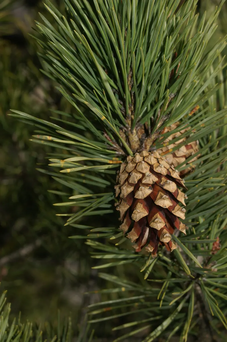 Scotch Pine (Pinus Sylvestris) — the Scotch Pine thrives in full sunlight and exhibits drought tolerance once established