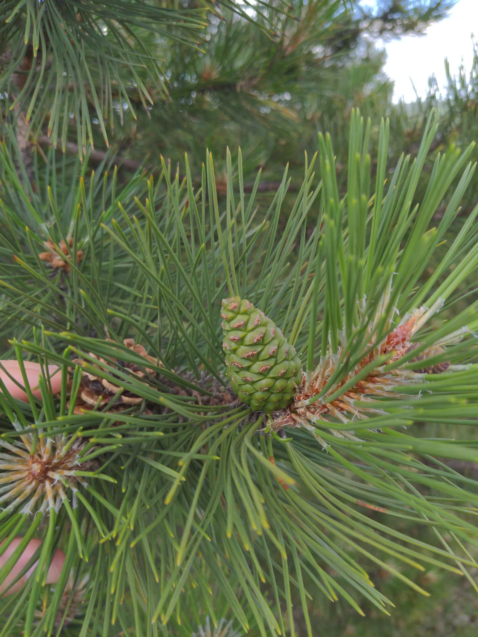 Scotch Pine (Pinus Sylvestris) — Boasting a conical shape in youth, it becomes more irregular with age; an ideal choice for windbreaks or privacy screens