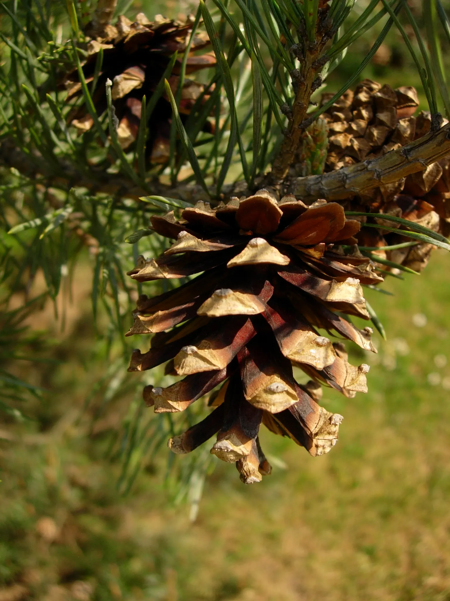Scotch Pine (Pinus Sylvestris) — The tree's pyramidal shape in youth develops into a more rounded crown with age; the Scotch Pine thrives in full sunlight and