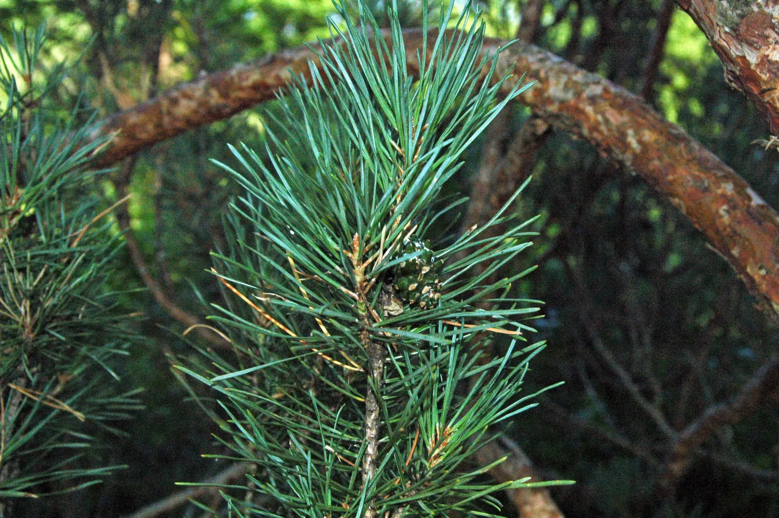 Scotch Pine (Pinus Sylvestris) — it requires full sun and well-drained soil; the Scotch Pine, Pinus sylvestris, is a robust conifer that brings, image 55