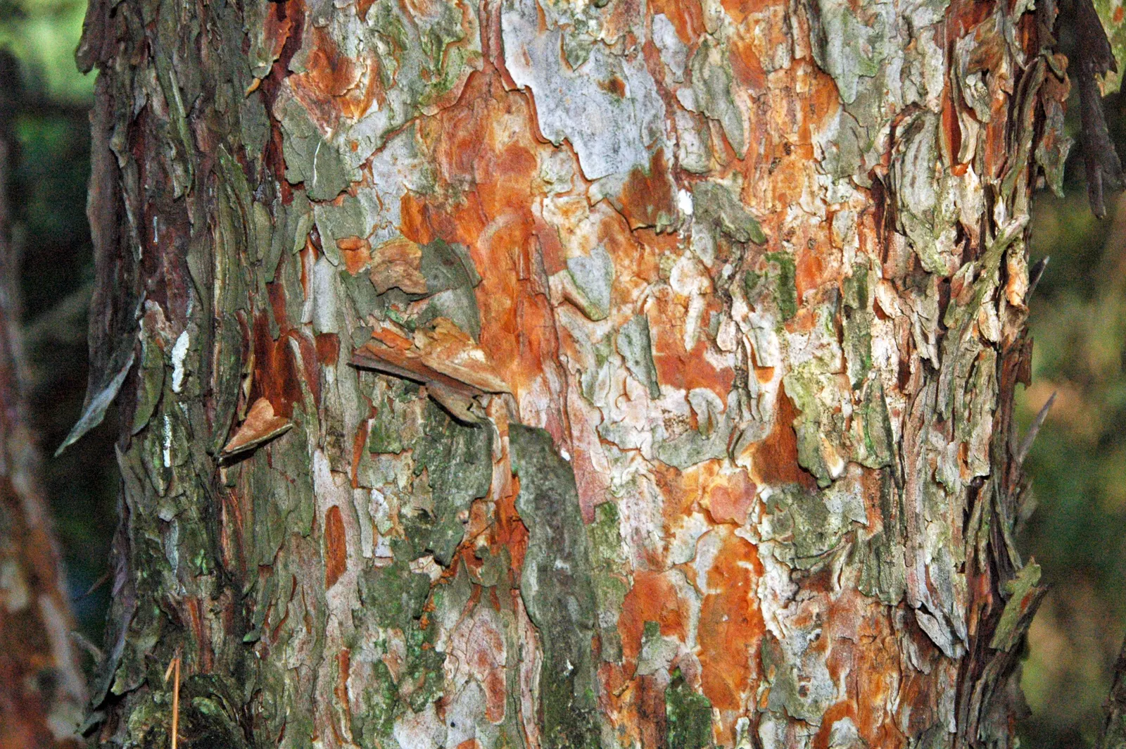 Scotch Pine (Pinus Sylvestris) — it requires full sun and well-drained soil