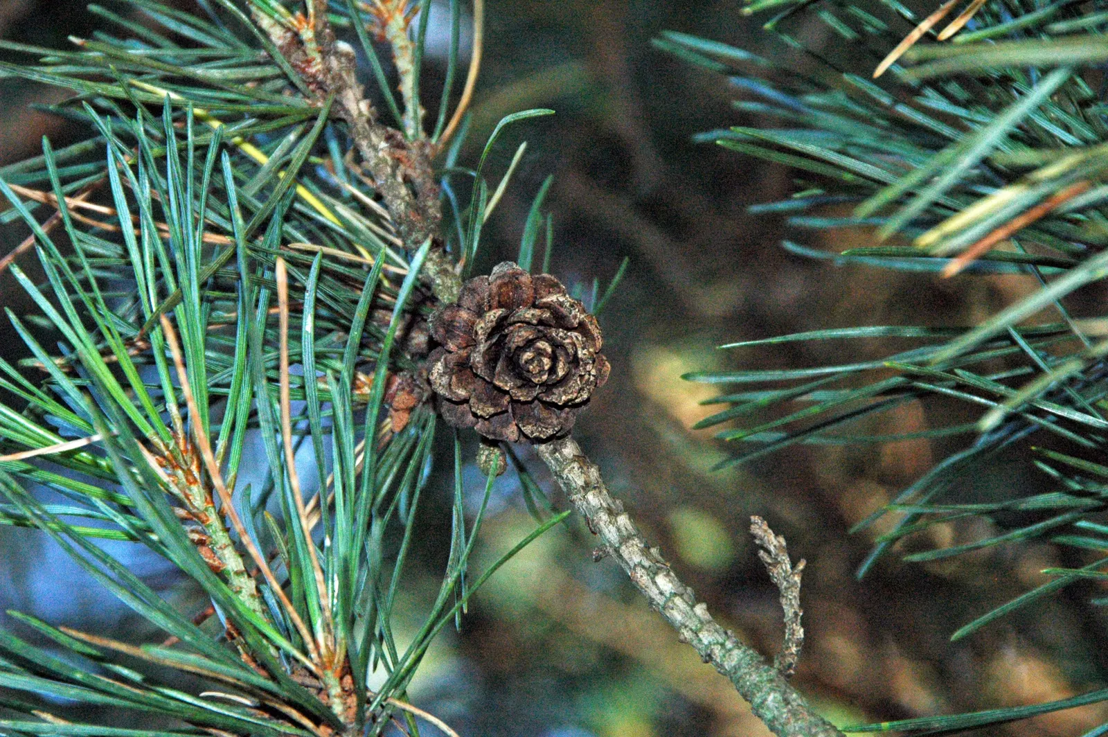 Scotch Pine (Pinus Sylvestris) — making it perfect for a dramatic focal point or windbreak in expansive landscapes