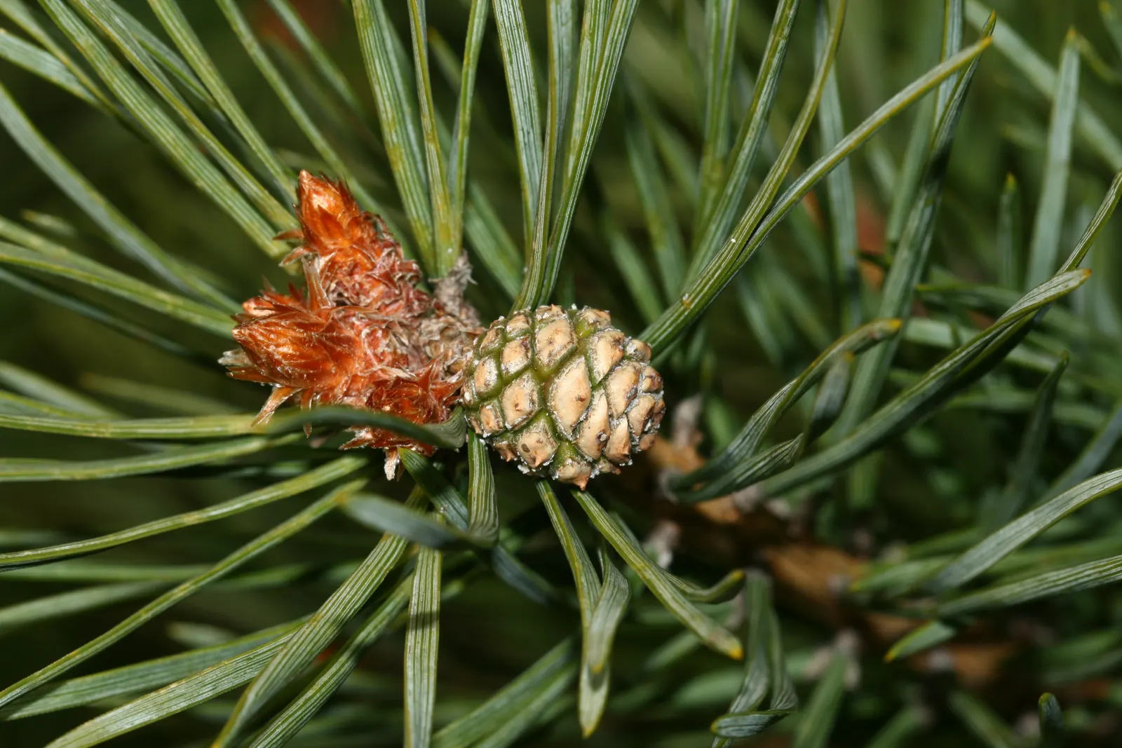 Scotch Pine (Pinus Sylvestris) — Boasting a conical shape in youth, it becomes more irregular with age