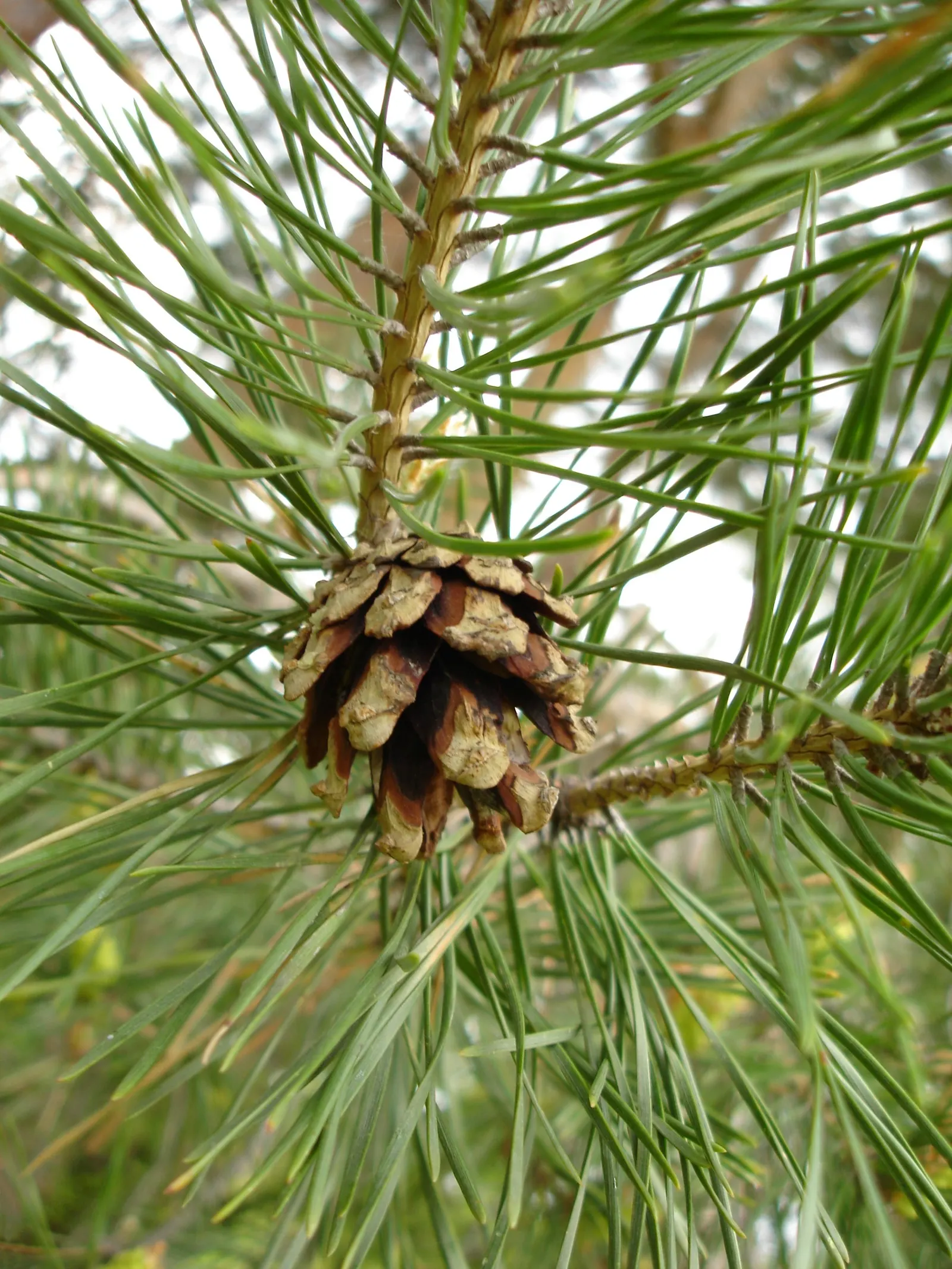 Scotch Pine (Pinus Sylvestris) — providing year-round decorative interest; with descriptive language to help clients visualize the Scotch Pine in their garden