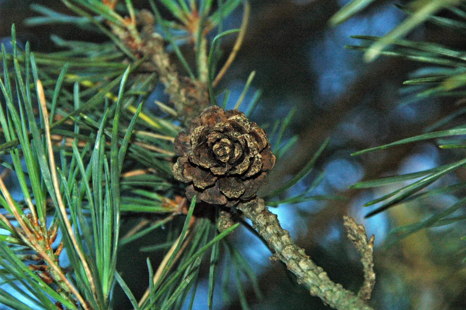 Scotch Pine (Pinus Sylvestris) — adding to the tree's textural appeal.<br><br>Hardy in USDA zones 3 through 7