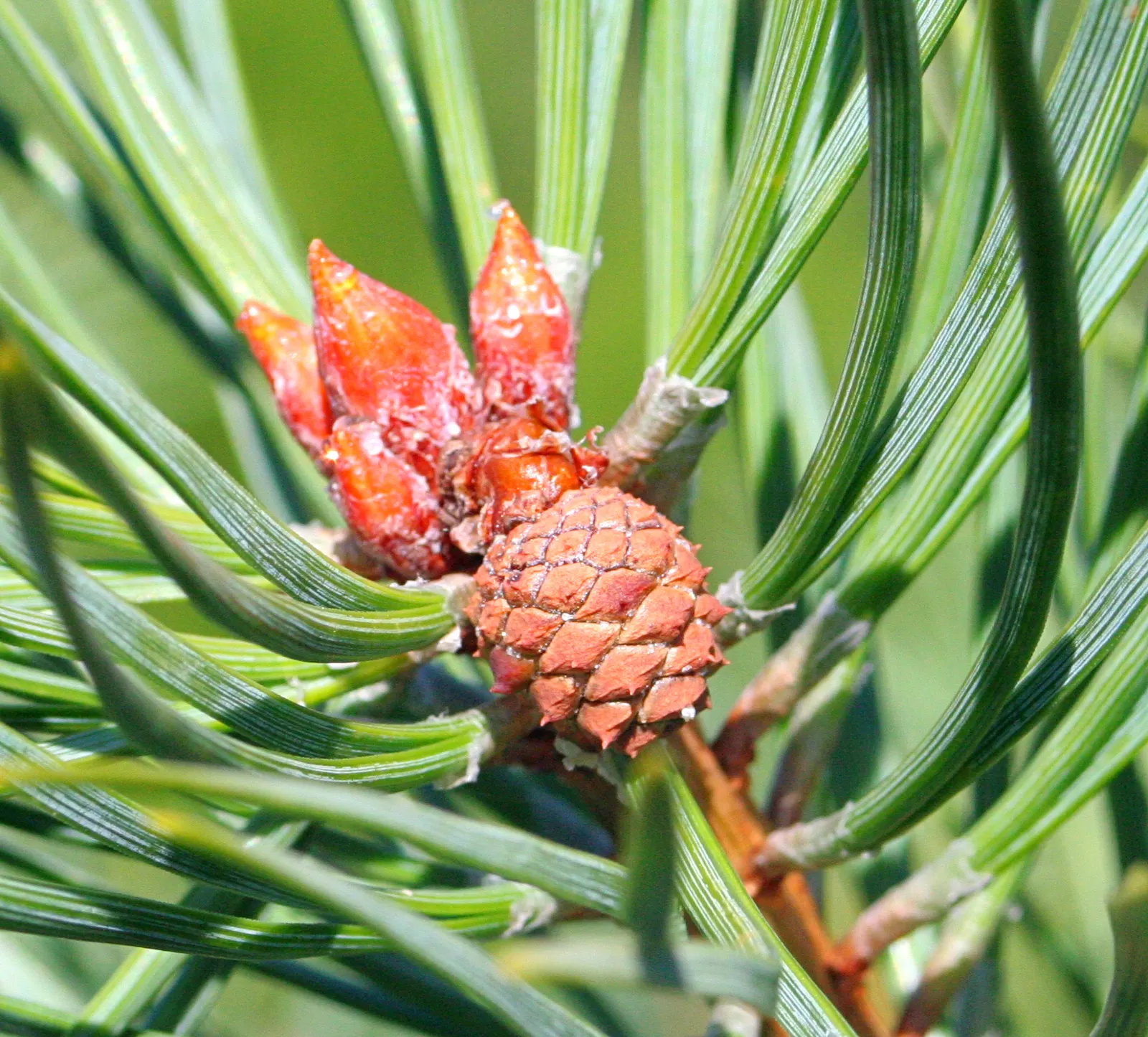 Scotch Pine (Pinus Sylvestris) — making it perfect for a dramatic focal point or windbreak in expansive landscapes; typically 1 to 3 inches long