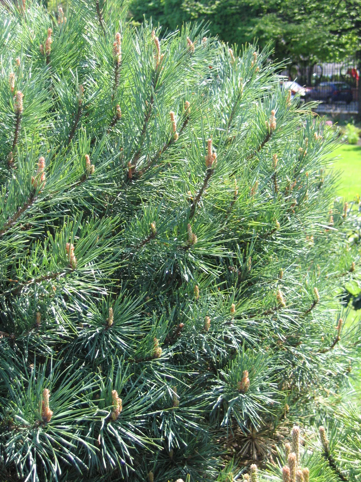 Scotch Pine (Pinus Sylvestris) — Renowned for its rugged appearance and adaptability