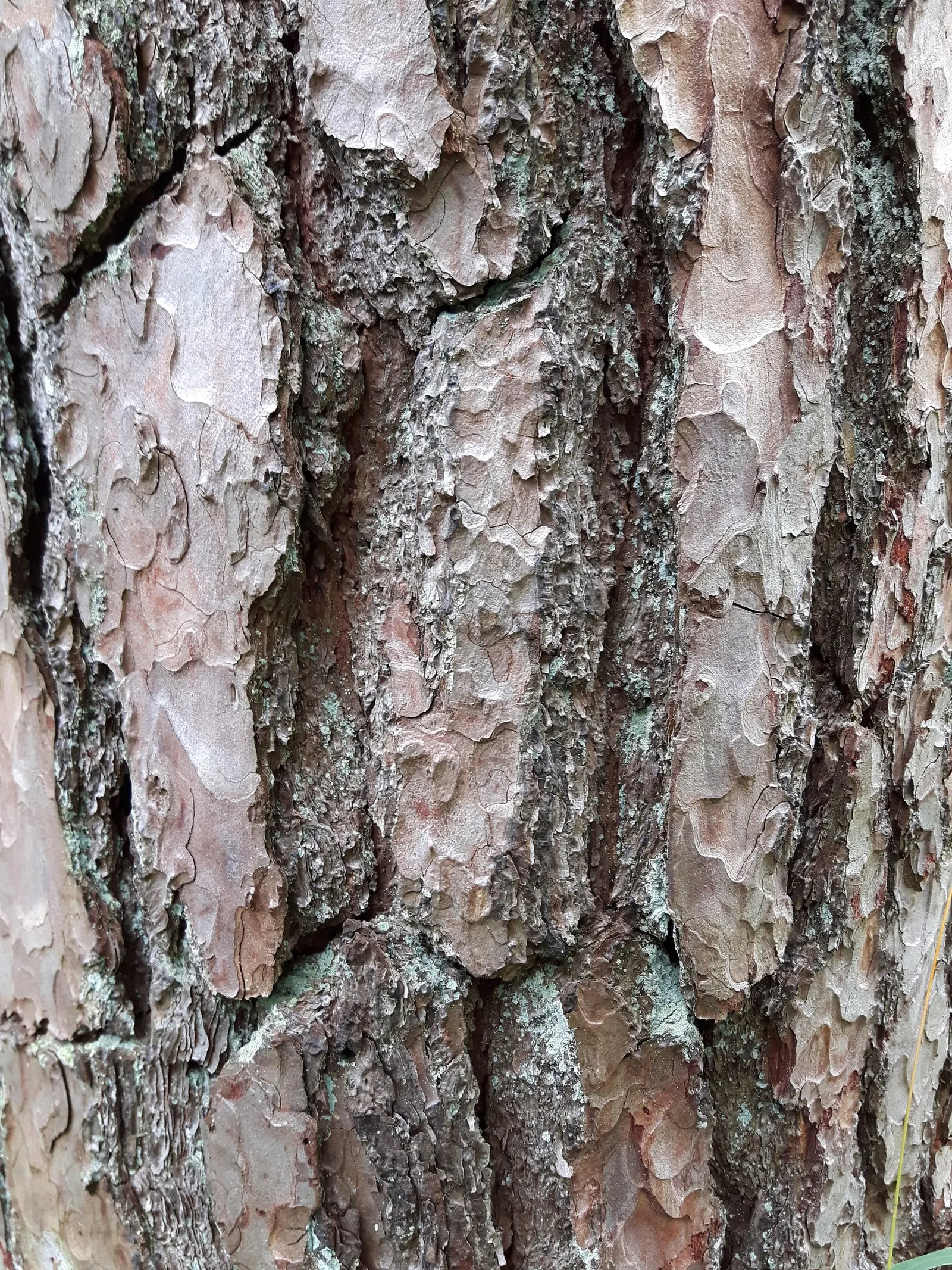 Scotch Pine (Pinus Sylvestris) — Renowned for its rugged appearance and adaptability; boasting a conical shape in youth, it becomes more irregular with age
