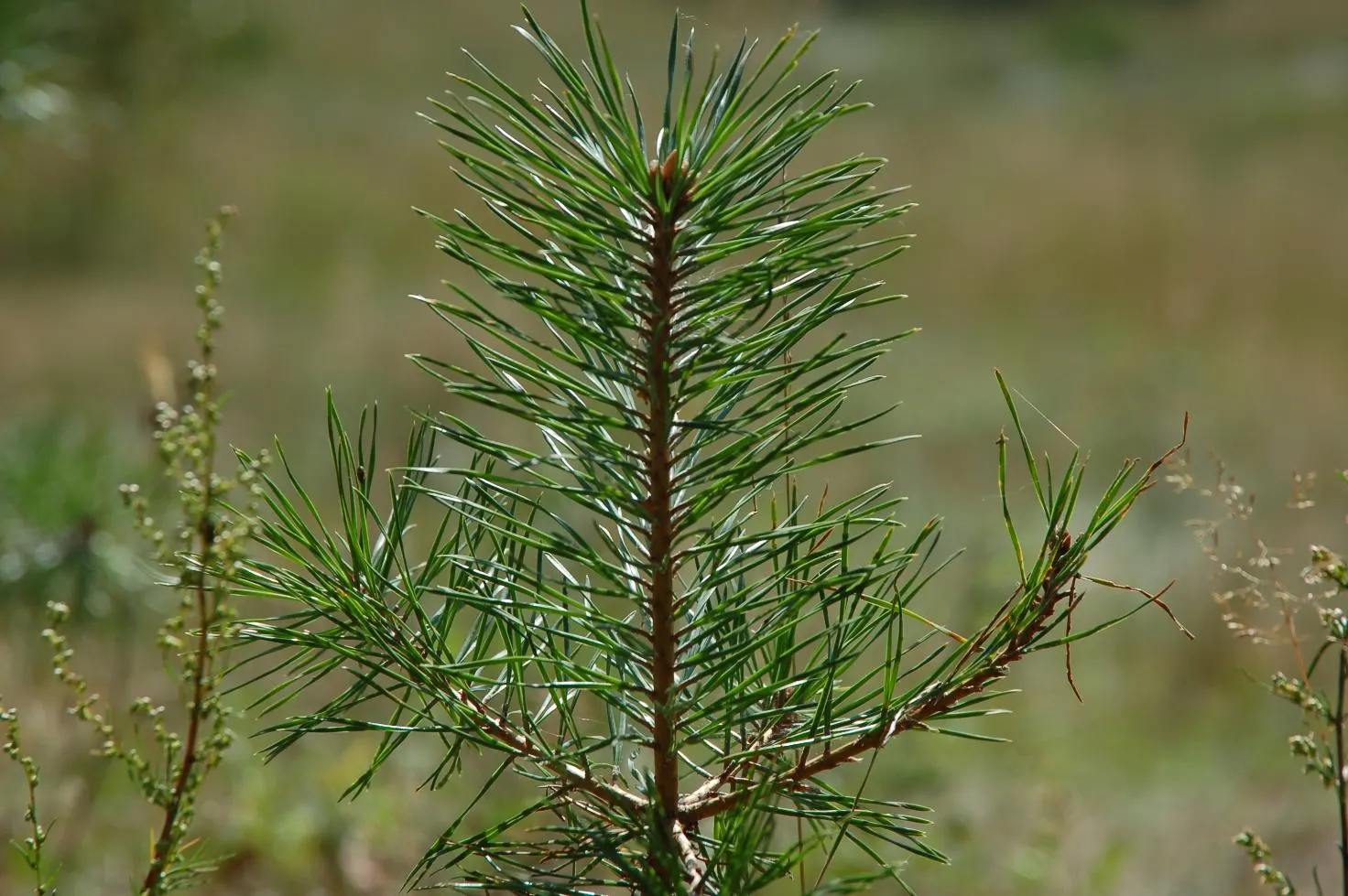 Scotch Pine (Pinus Sylvestris) — evergreen conifer that reaches up to 60 feet in height and 40 feet in spread