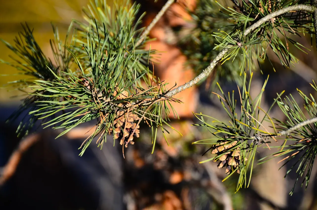 Scotch Pine (Pinus Sylvestris) — Its blue-green needles provide year-round interest, while the flaking orange-red bark adds a striking texture; conifer / tree