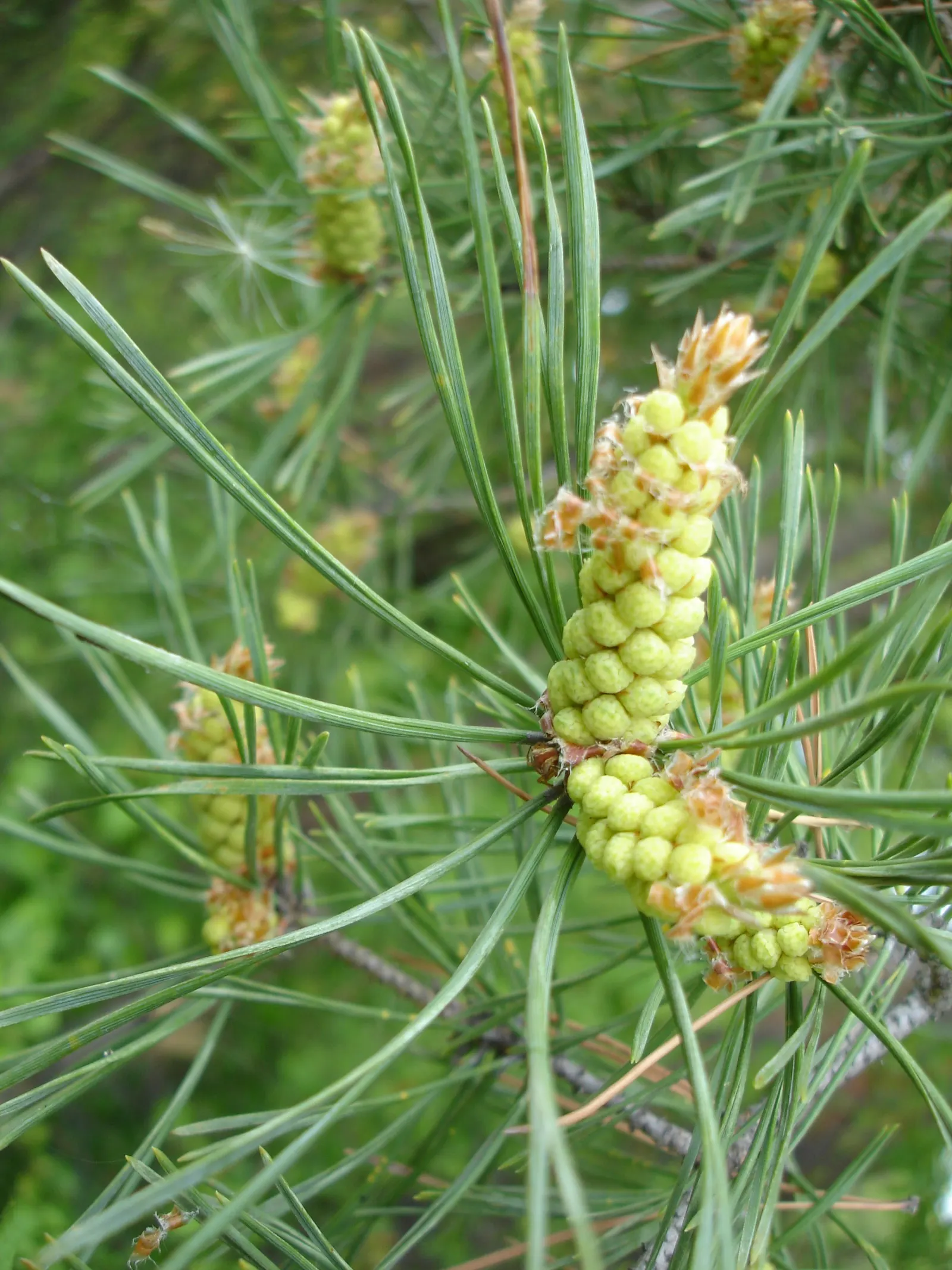 Scotch Pine (Pinus Sylvestris) — The Scotch Pine, Pinus sylvestris, is a robust conifer that brings stately charm to any landscape; offering the opportunity