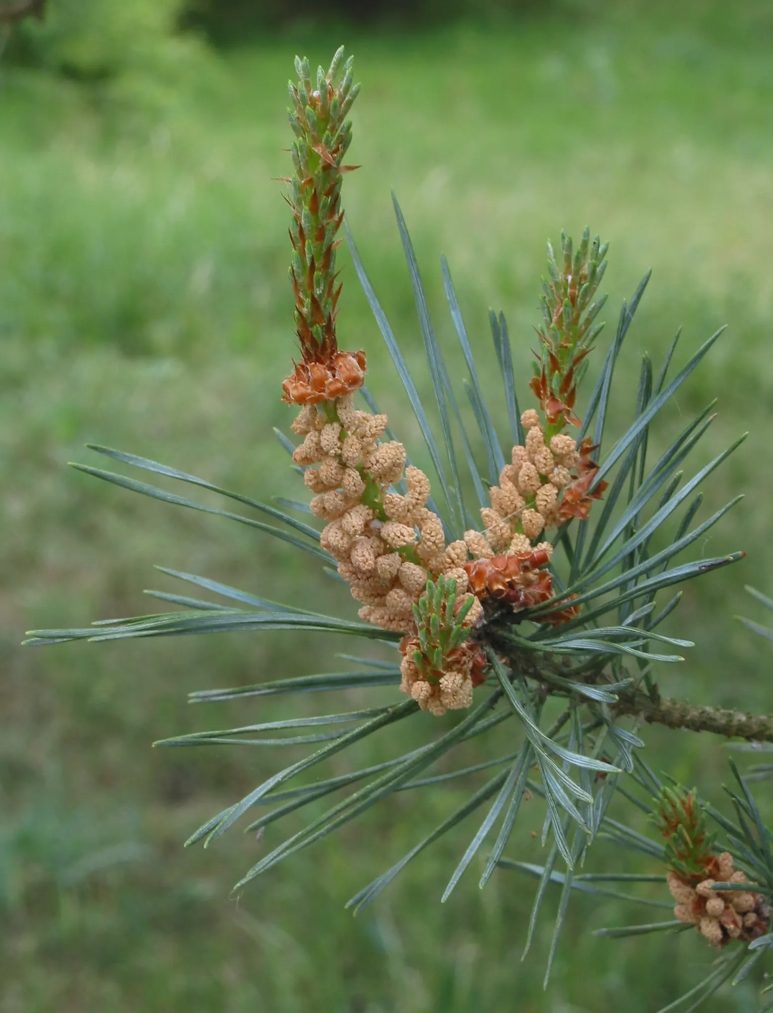 Scotch Pine (Pinus Sylvestris) — evergreen conifer that reaches up to 60 feet in height and 40 feet in spread; providing year-round decorative, image 52
