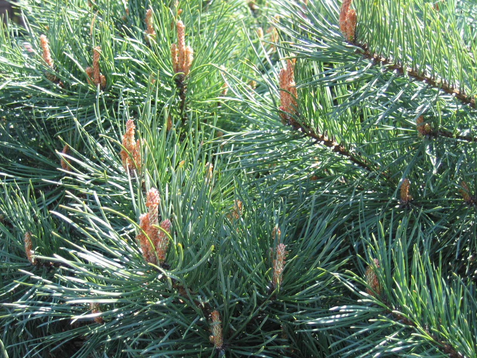 Scotch Pine (Pinus Sylvestris) — Boasting a conical shape in youth, it becomes more irregular with age; an ideal choice for windbreaks or privacy, image 53