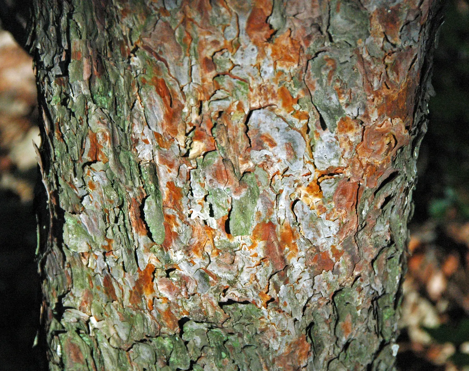 Scotch Pine (Pinus Sylvestris) — The Scotch Pine, Pinus sylvestris, is a robust conifer that brings stately charm to any landscape