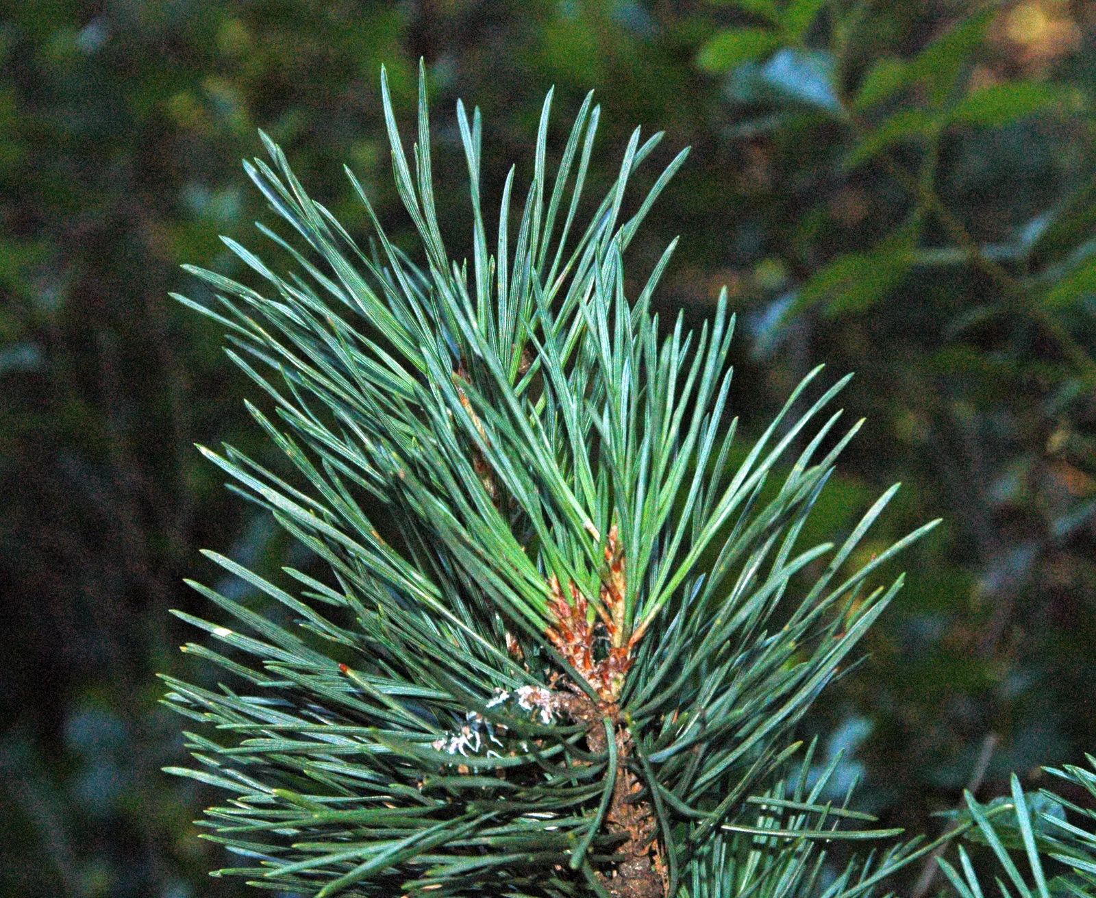 Scotch Pine (Pinus Sylvestris) — The needles emerge in pairs, with a lively bluish-green tint, reaching a length of about 1.5 to 3 inches; making it perfect