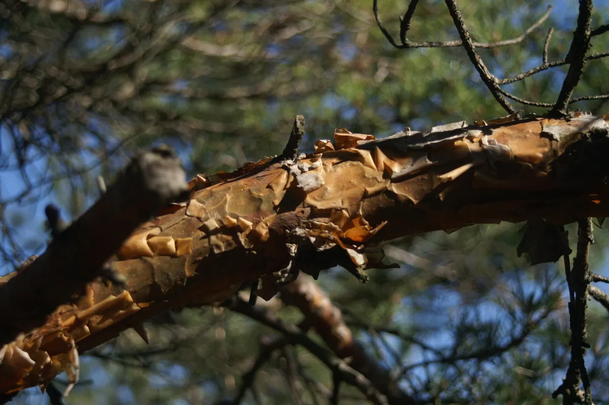 Scotch Pine (Pinus Sylvestris) — conifer / tree for full