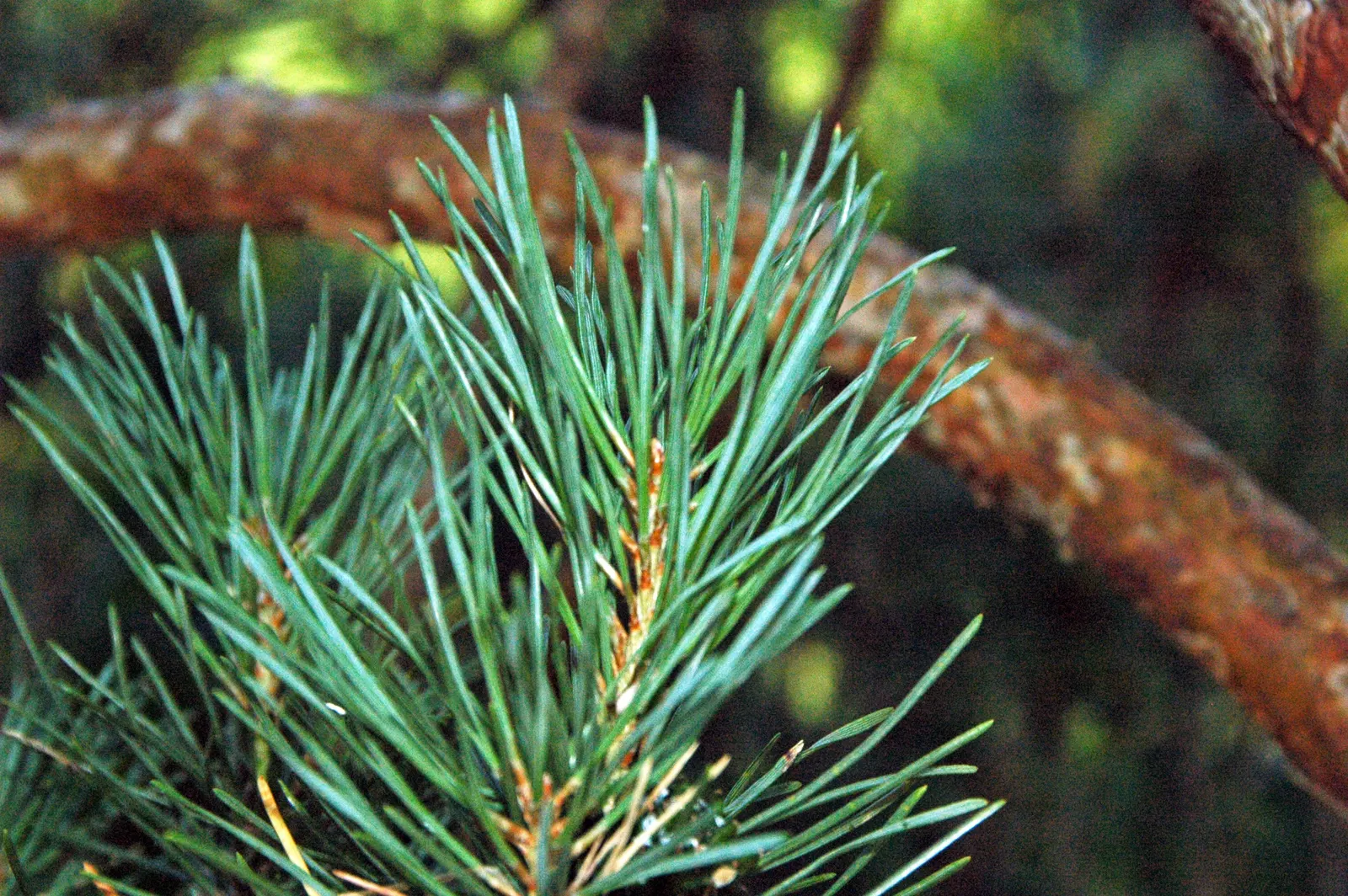 Scotch Pine (Pinus Sylvestris) — They are accompanied by cylindrical cones, image 38