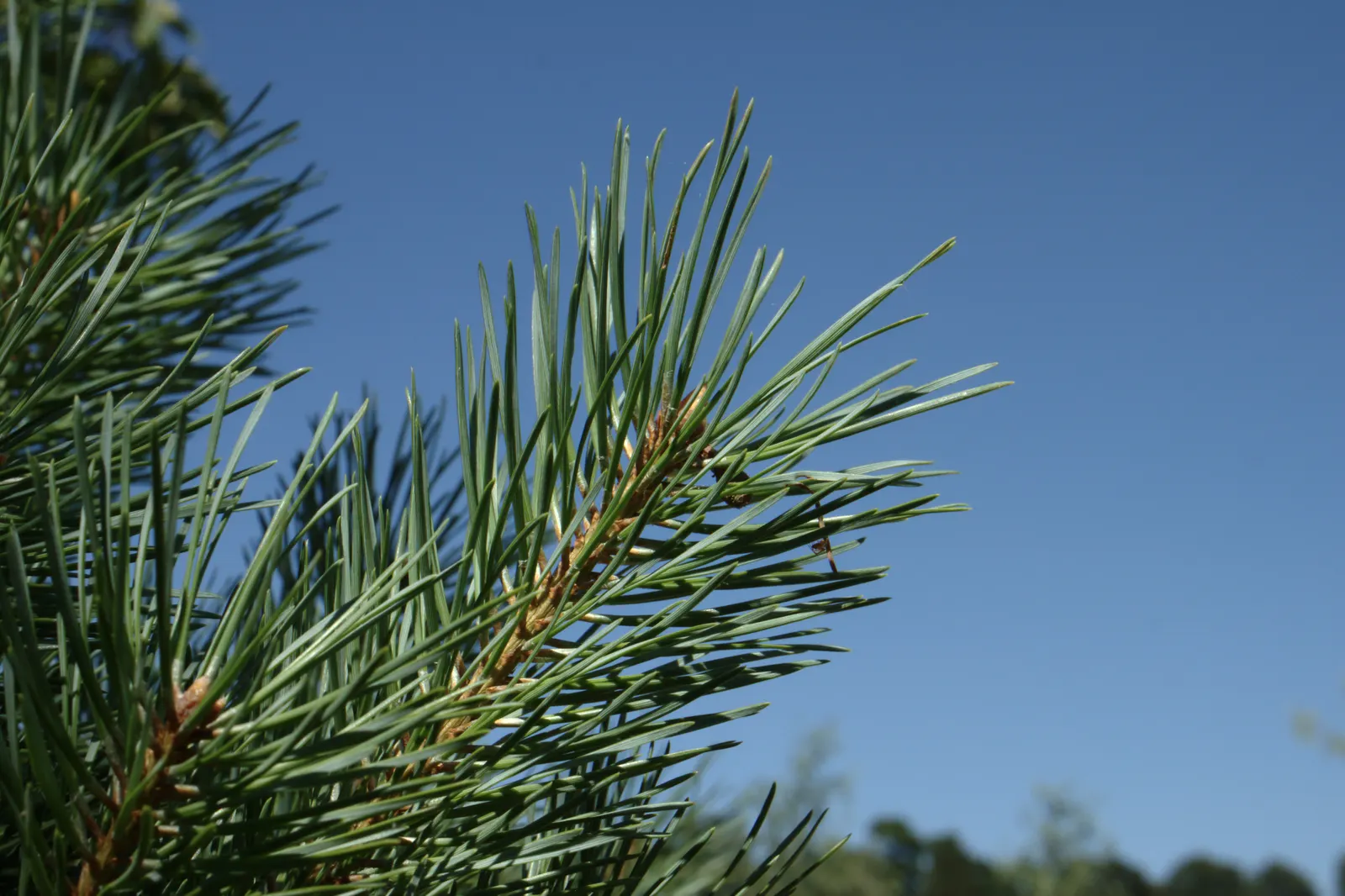 Scotch Pine (Pinus Sylvestris) — creating a multi-tiered garden design