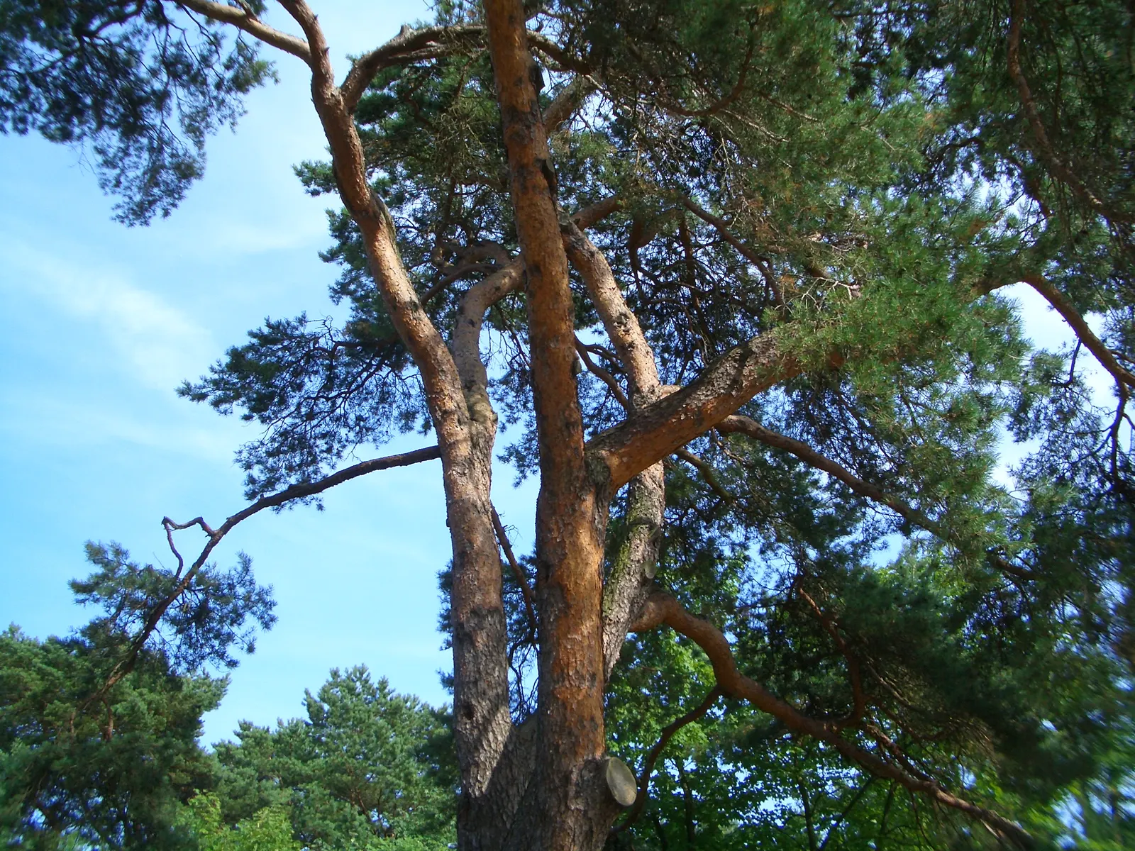 Scotch Pine (Pinus Sylvestris) — with descriptive language to help clients visualize the Scotch Pine in their garden setting; which mature to a pale brown