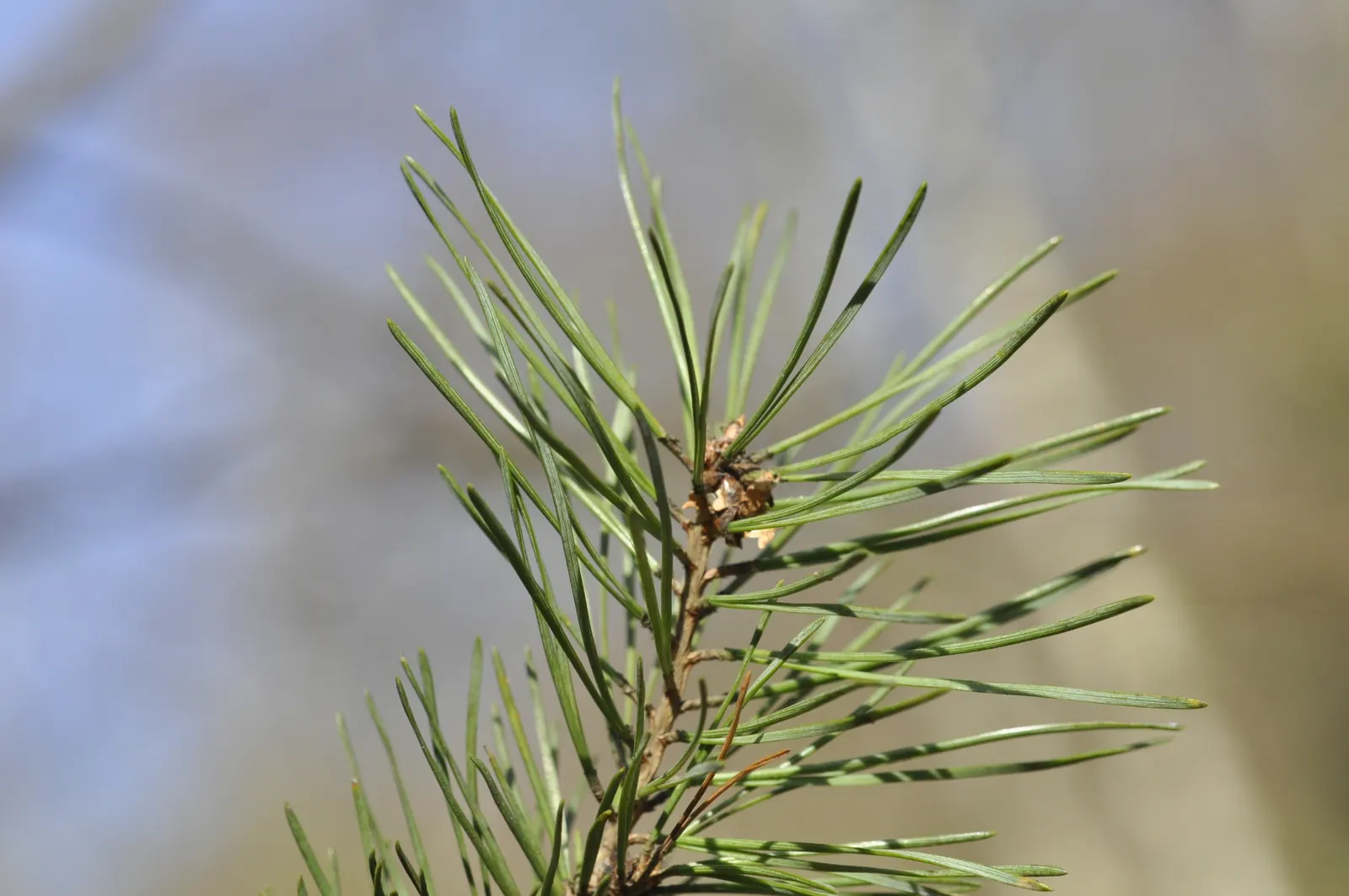 Scotch Pine (Pinus Sylvestris) — offering the opportunity for underplanting with shade-tolerant species; it requires well-drained soils and benefits from space