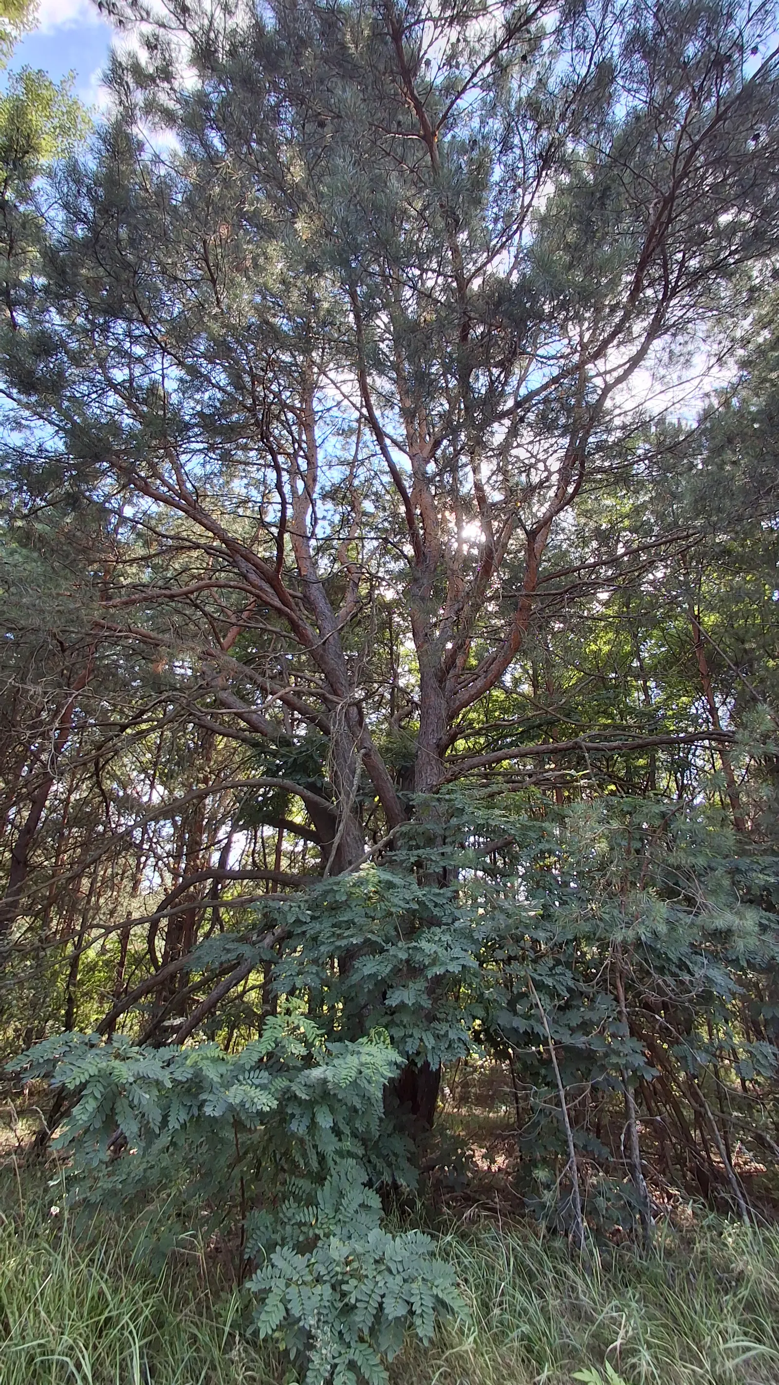 Scotch Pine (Pinus Sylvestris) — Regular pruning can maintain desired form and health