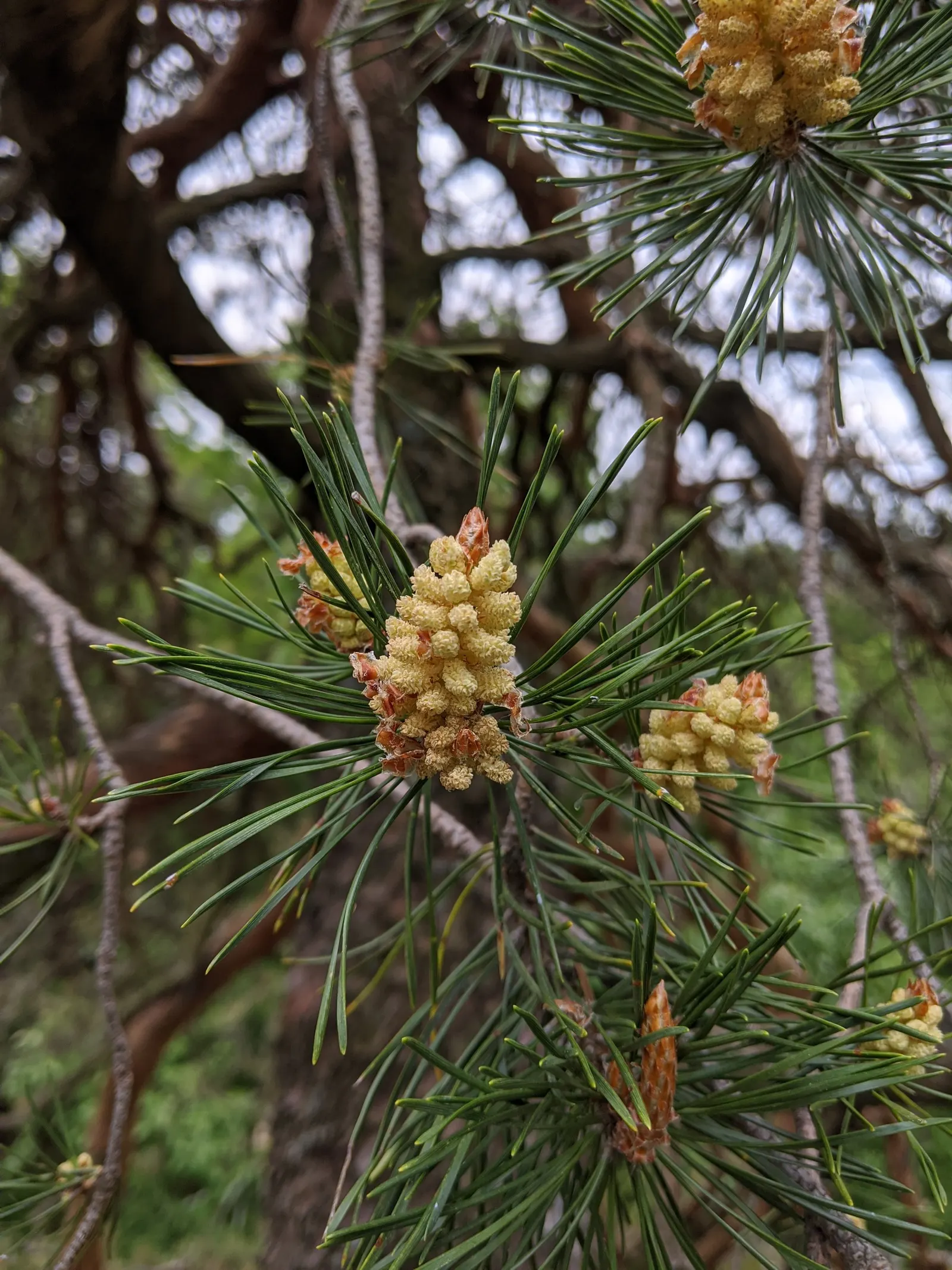 Scotch Pine (Pinus Sylvestris) — Regular pruning can maintain desired form and health; renowned for its rugged appearance and adaptability