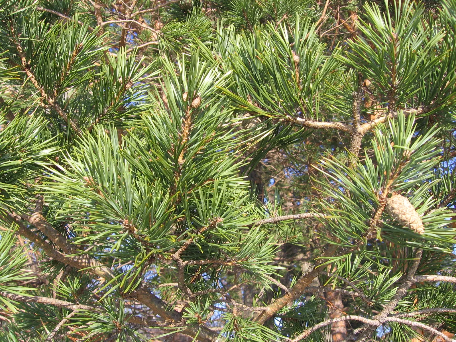 Scotch Pine (Pinus Sylvestris) — evergreen conifer that reaches up to 60 feet in height and 40 feet in spread; providing year-round decorative interest