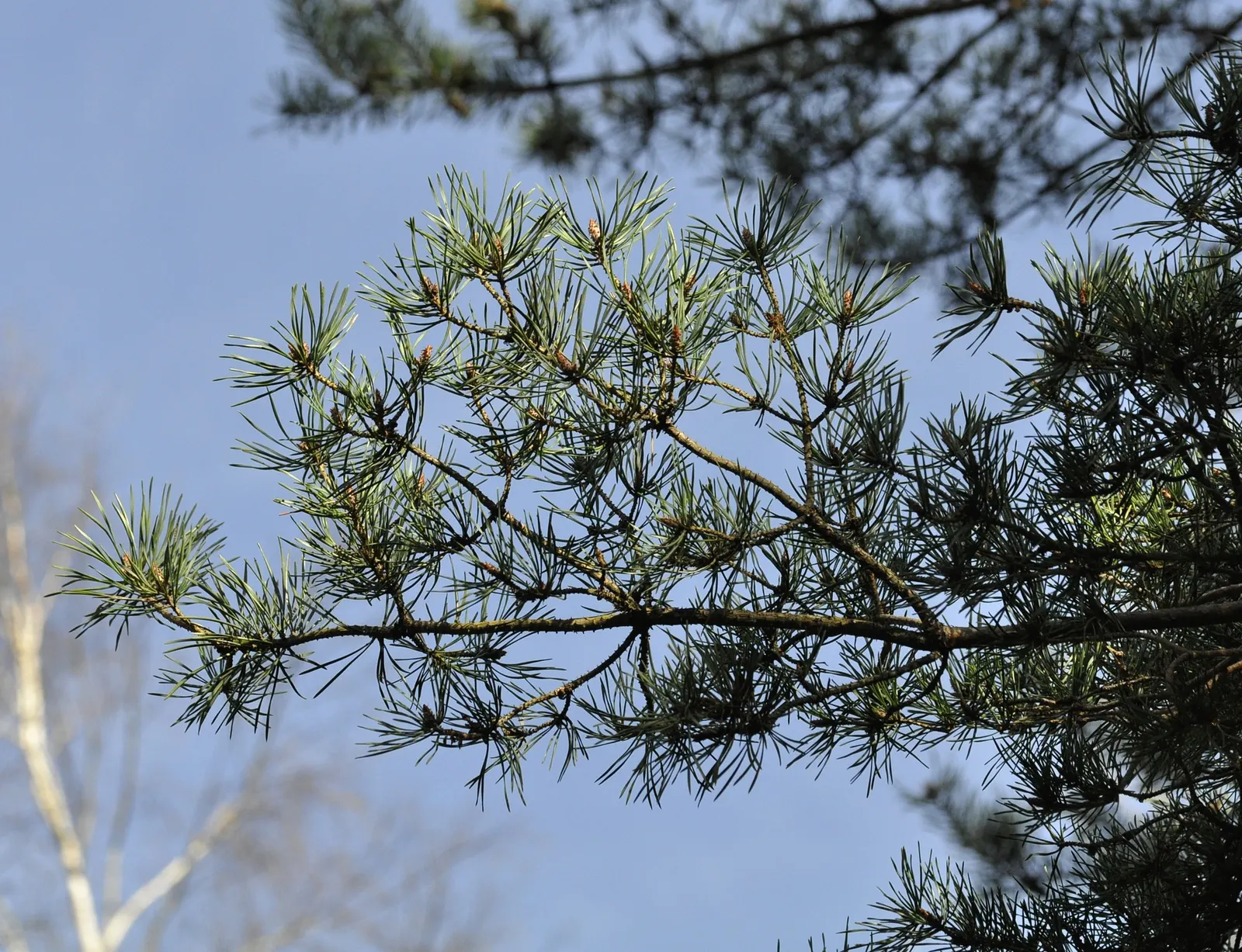 Scotch Pine (Pinus Sylvestris) — which mature to a pale brown