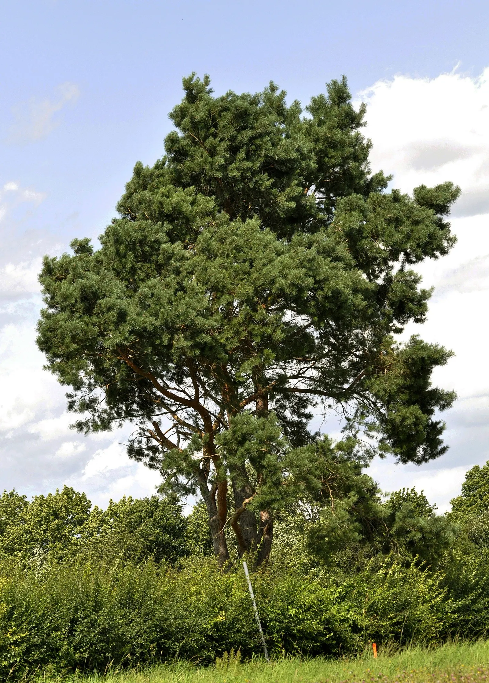 Scotch Pine (Pinus Sylvestris) — An ideal choice for windbreaks or privacy screens; regular pruning can maintain desired form and health