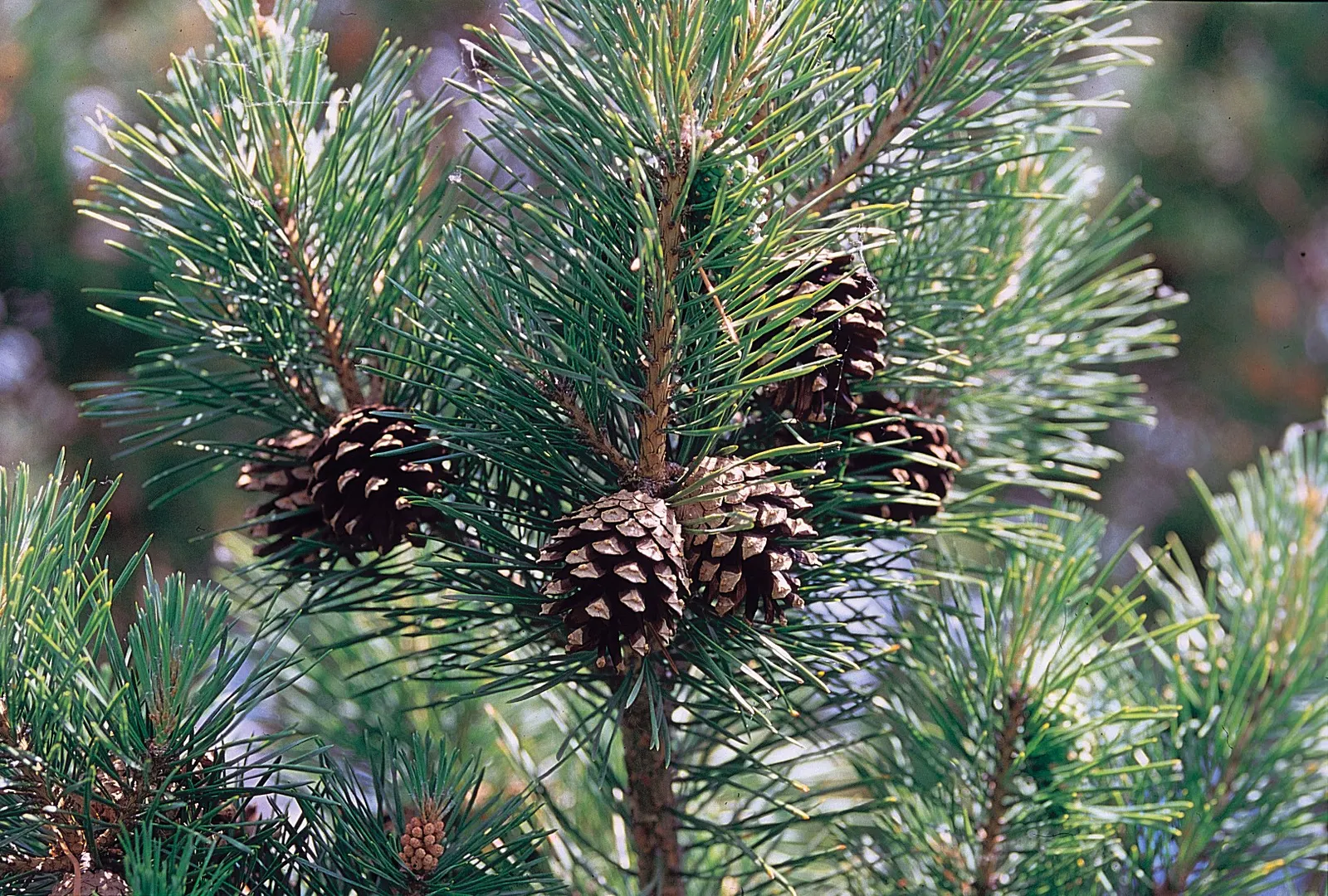 Scotch Pine (Pinus Sylvestris) — this pine can grow to an impressive height of 40 to 60 feet tall with a spread of 20 to 30 feet at maturity