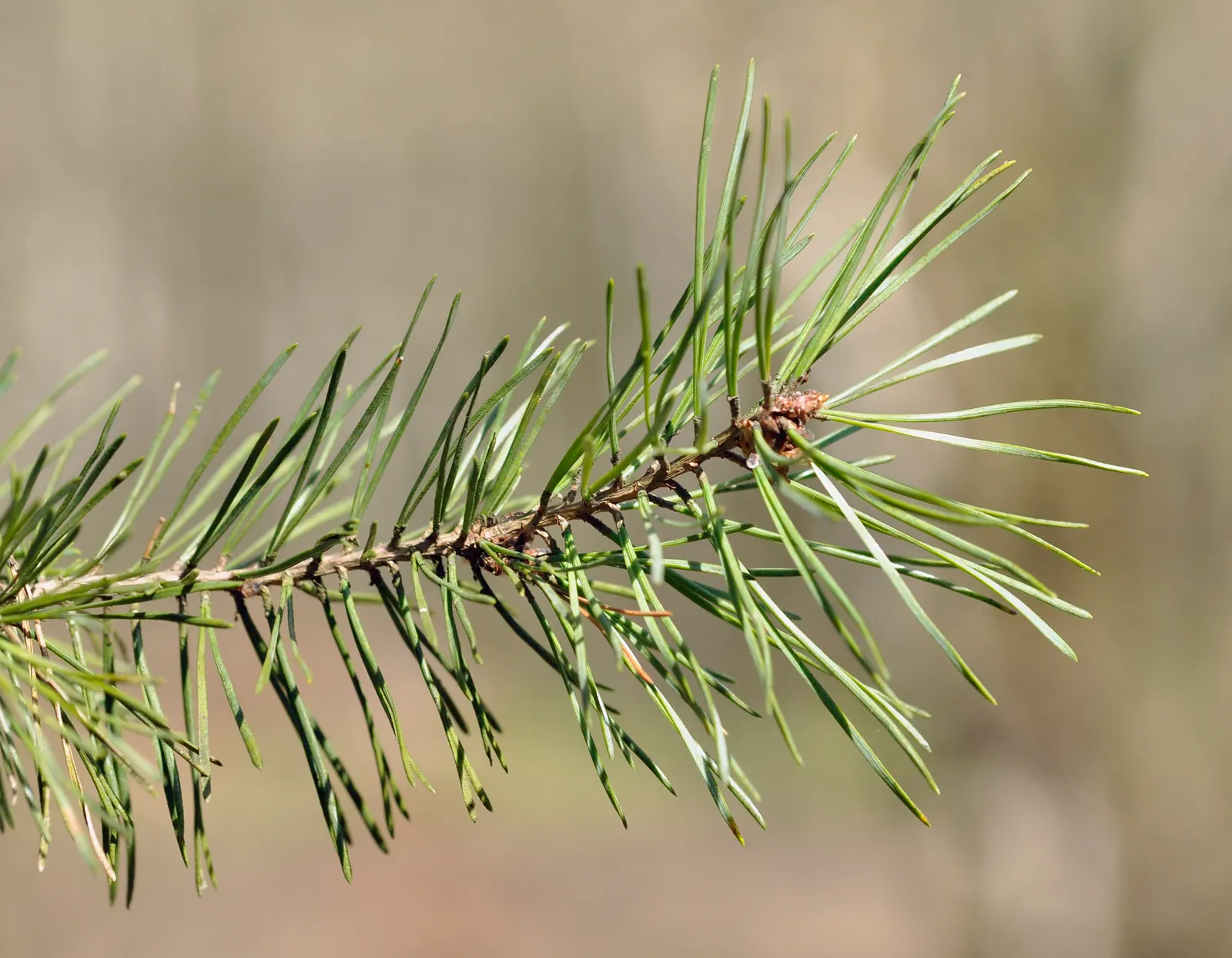 Scotch Pine (Pinus Sylvestris) — adding to the tree's textural appeal.<br><br>Hardy in USDA zones 3 through 7; this pine can grow to an impressive height of 40