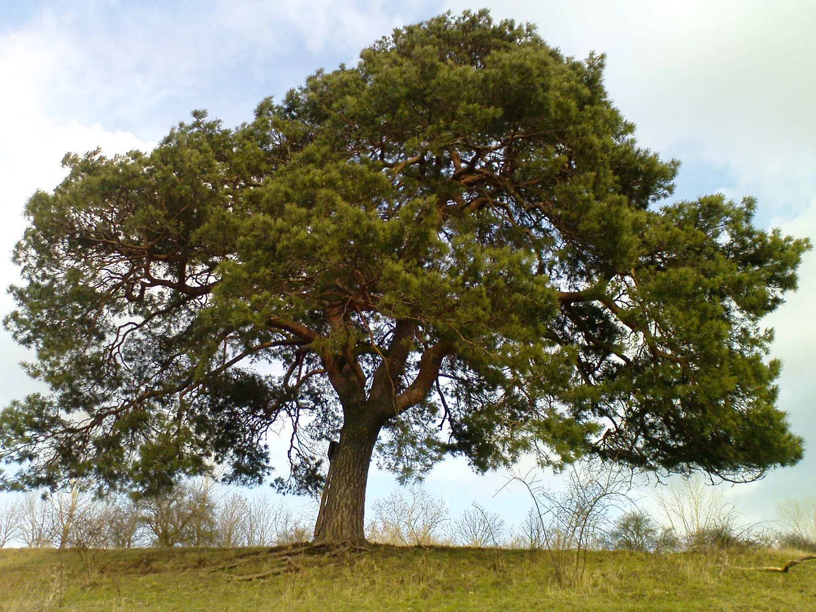 Scotch Pine (Pinus Sylvestris) — creating a multi-tiered garden design; scotch Pine (Pinus sylvestris) is a robust