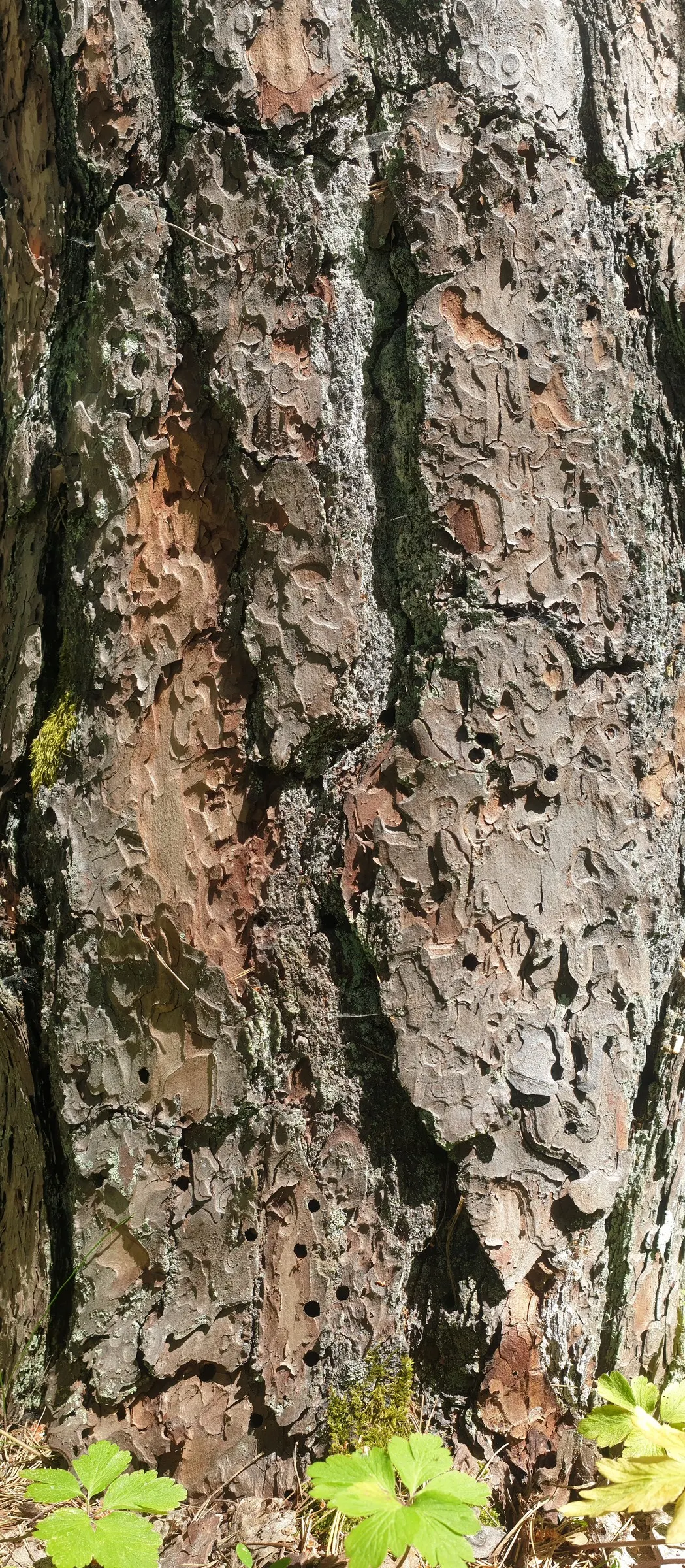 Scotch Pine (Pinus Sylvestris) — Its blue-green needles provide year-round interest, while the flaking orange-red bark adds a striking texture, image 54