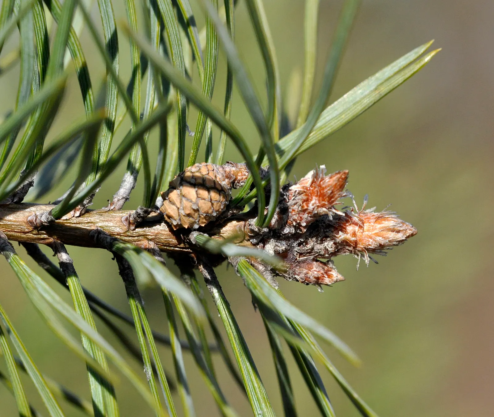 Scotch Pine (Pinus Sylvestris) — conifer / tree for full; creating a multi-tiered garden design