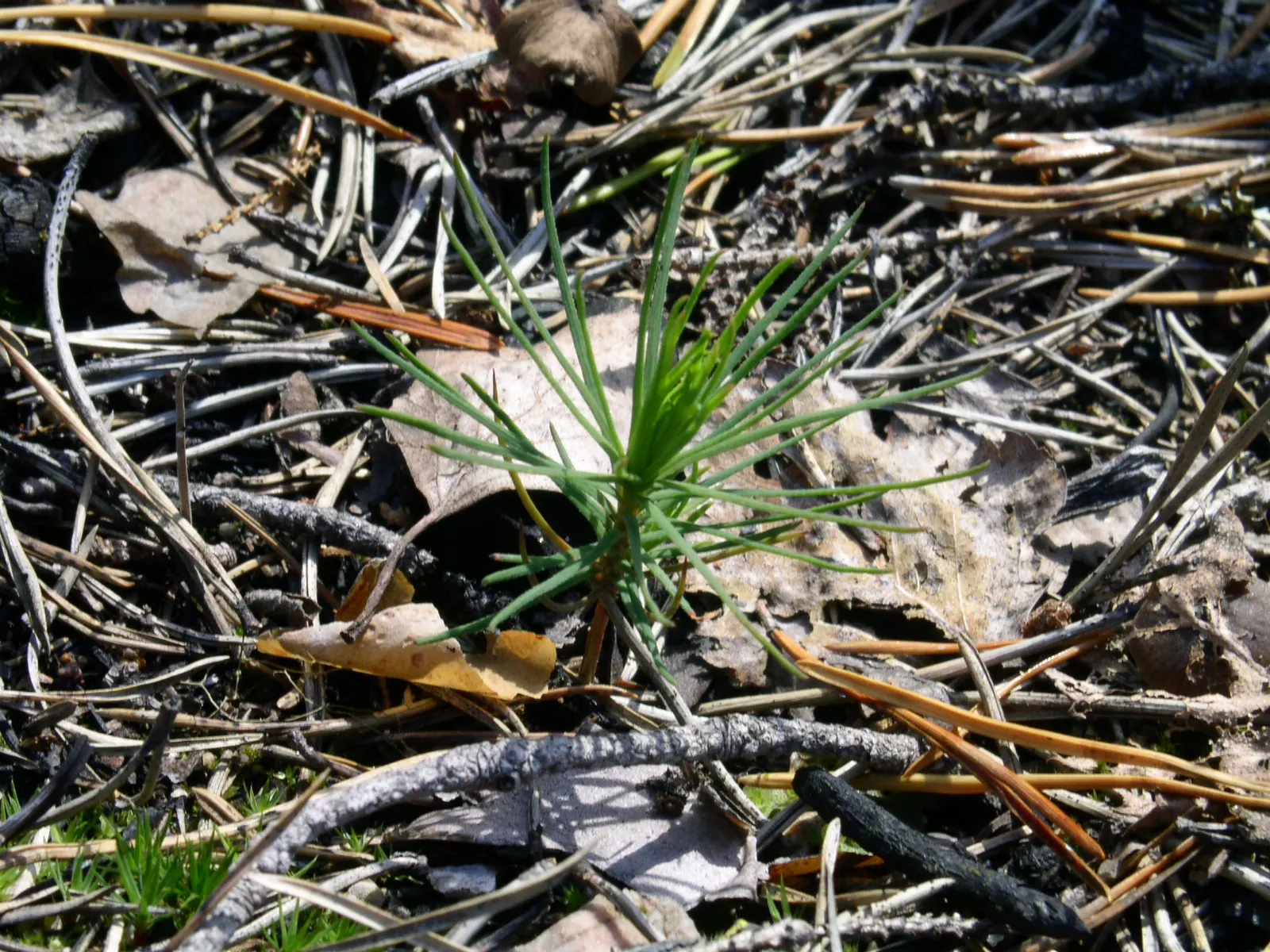 Scotch Pine (Pinus Sylvestris) — Its blue-green needles provide year-round interest, while the flaking orange-red bark adds a striking texture