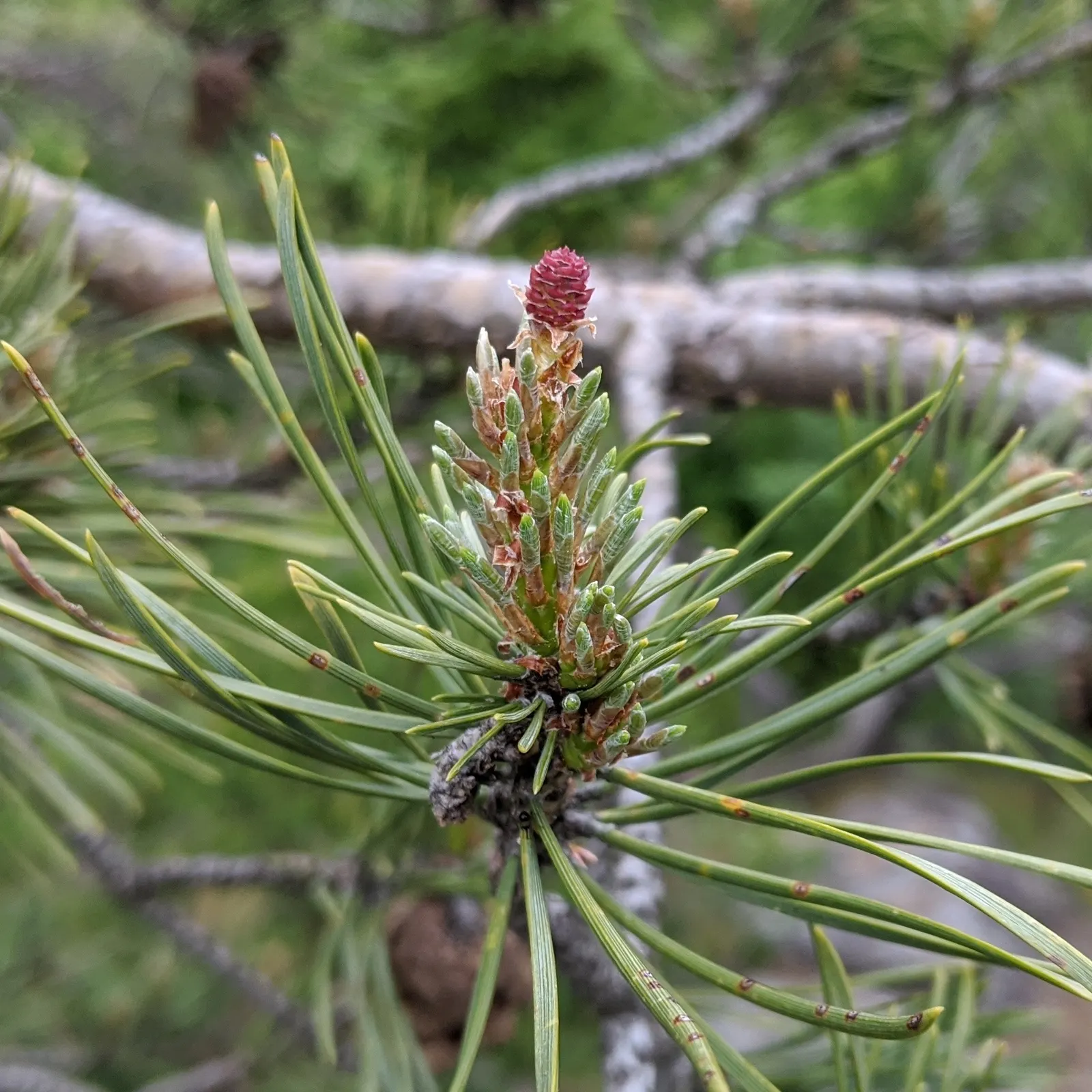 Scotch Pine (Pinus Sylvestris) — lower branches may die back; the needles emerge in pairs, with a lively bluish-green tint, reaching a length of about 1.5 to 3