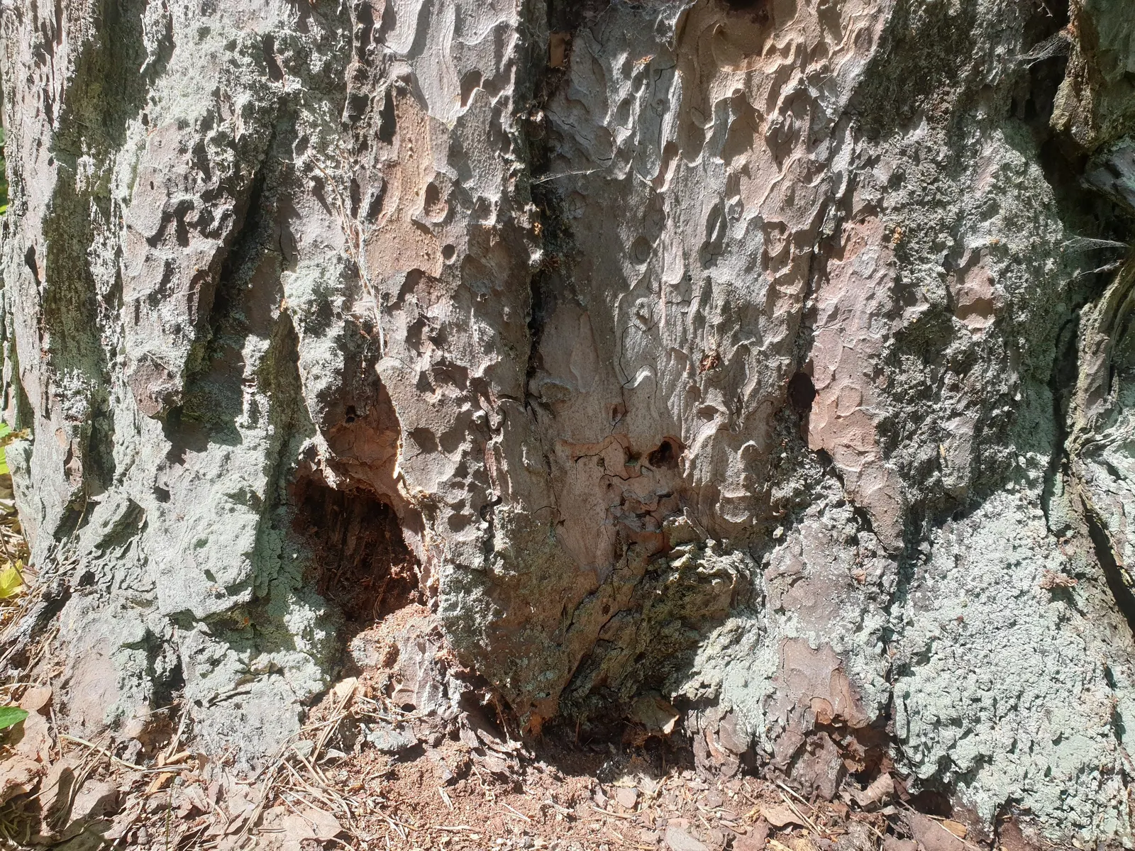 Scotch Pine (Pinus Sylvestris) — Scotch Pine (Pinus sylvestris) is a robust; its blue-green needles provide year-round interest, while the flaking, image 51