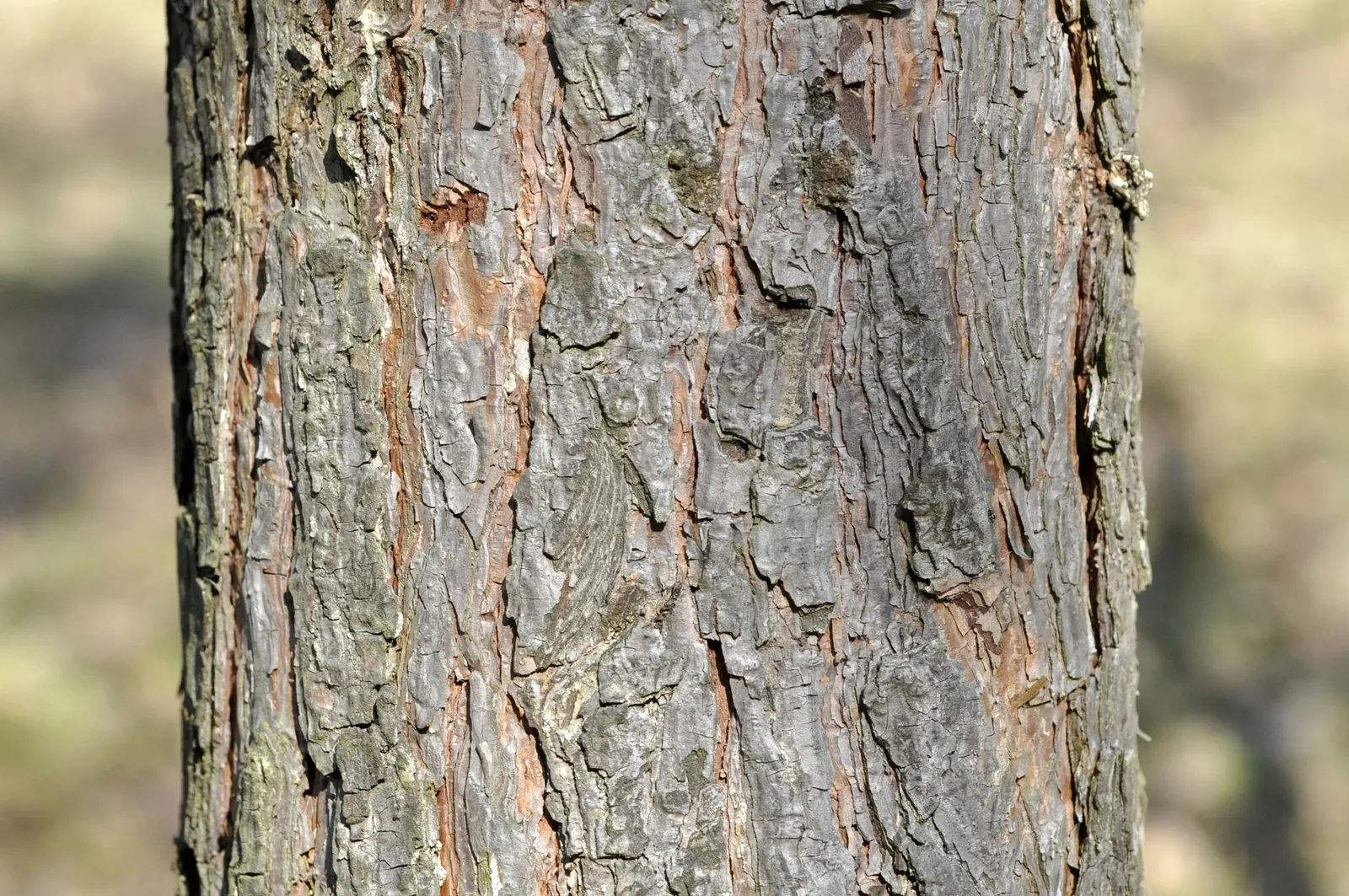 Scotch Pine (Pinus Sylvestris) — the Scotch Pine thrives in full sunlight and exhibits drought tolerance once established; adding to the tree's textural