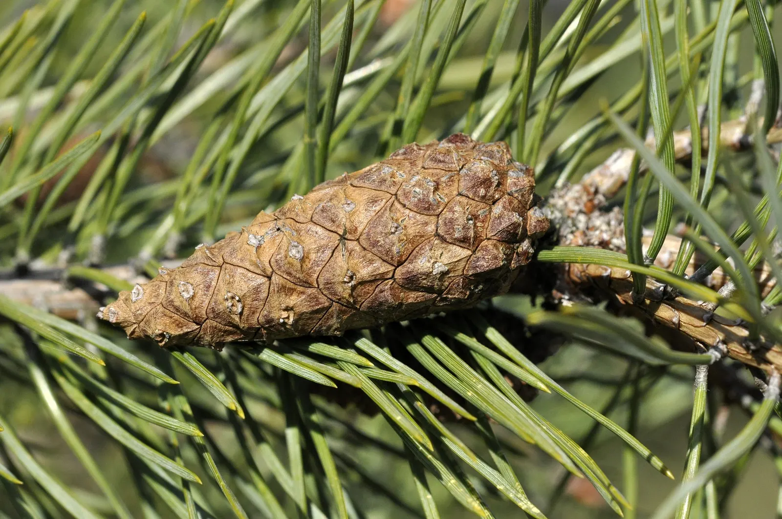 Scotch Pine (Pinus Sylvestris) — providing year-round decorative interest
