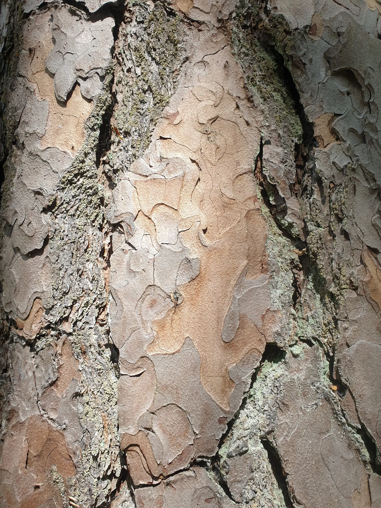 Scotch Pine (Pinus Sylvestris) — lower branches may die back