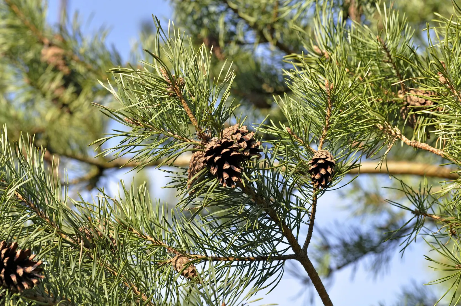 Scotch Pine (Pinus Sylvestris) — it requires well-drained soils and benefits from space to flourish; it requires full sun and well-drained soil