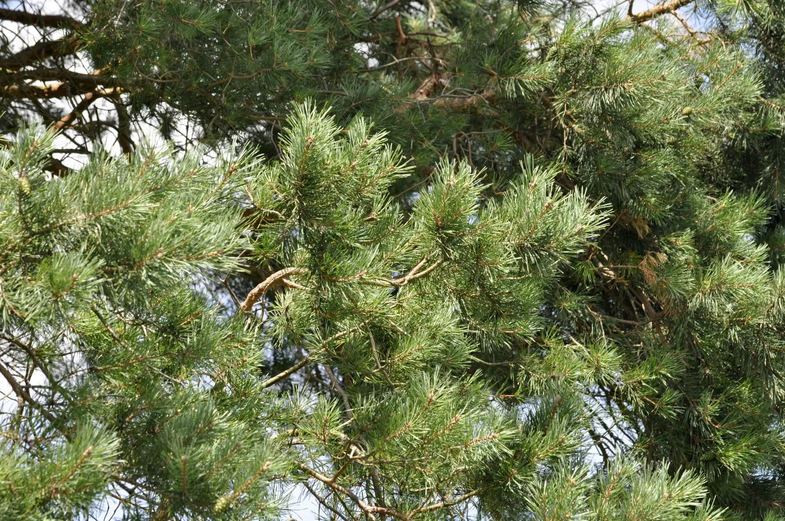 Scotch Pine (Pinus Sylvestris) — which mature to a pale brown; evergreen conifer that reaches up to 60 feet in height and 40 feet in spread