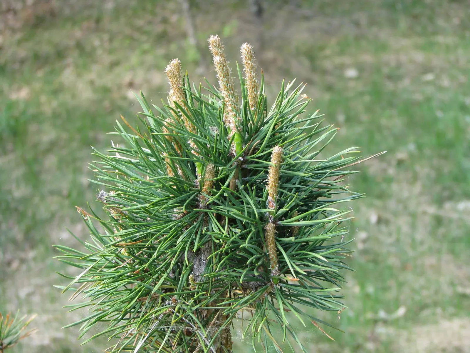 Scotch Pine (Pinus Sylvestris) — The needles emerge in pairs, with a lively bluish-green tint, reaching a length of about 1.5 to 3 inches